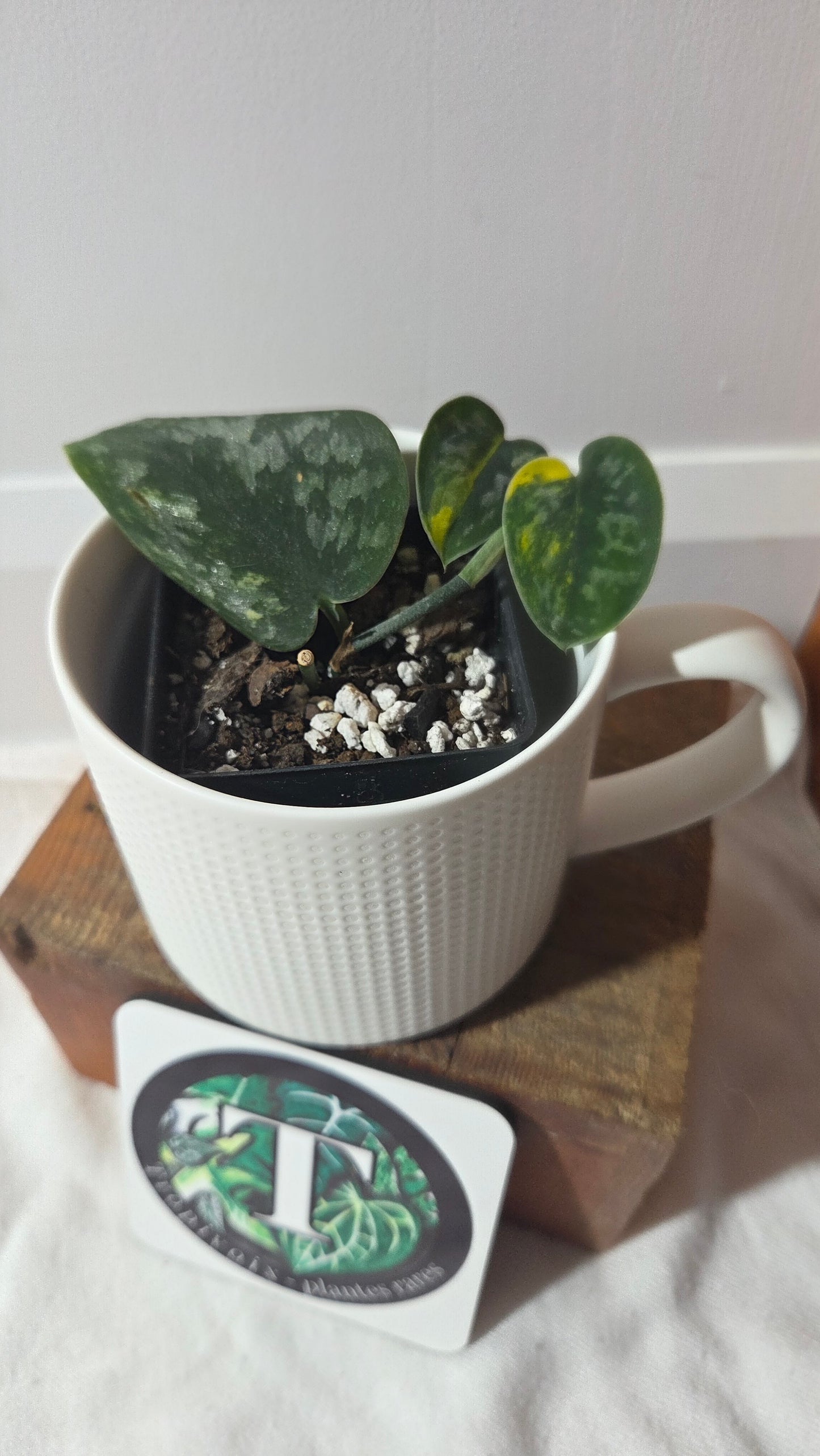 Scindapsus Green Diamond (SCI-1263)