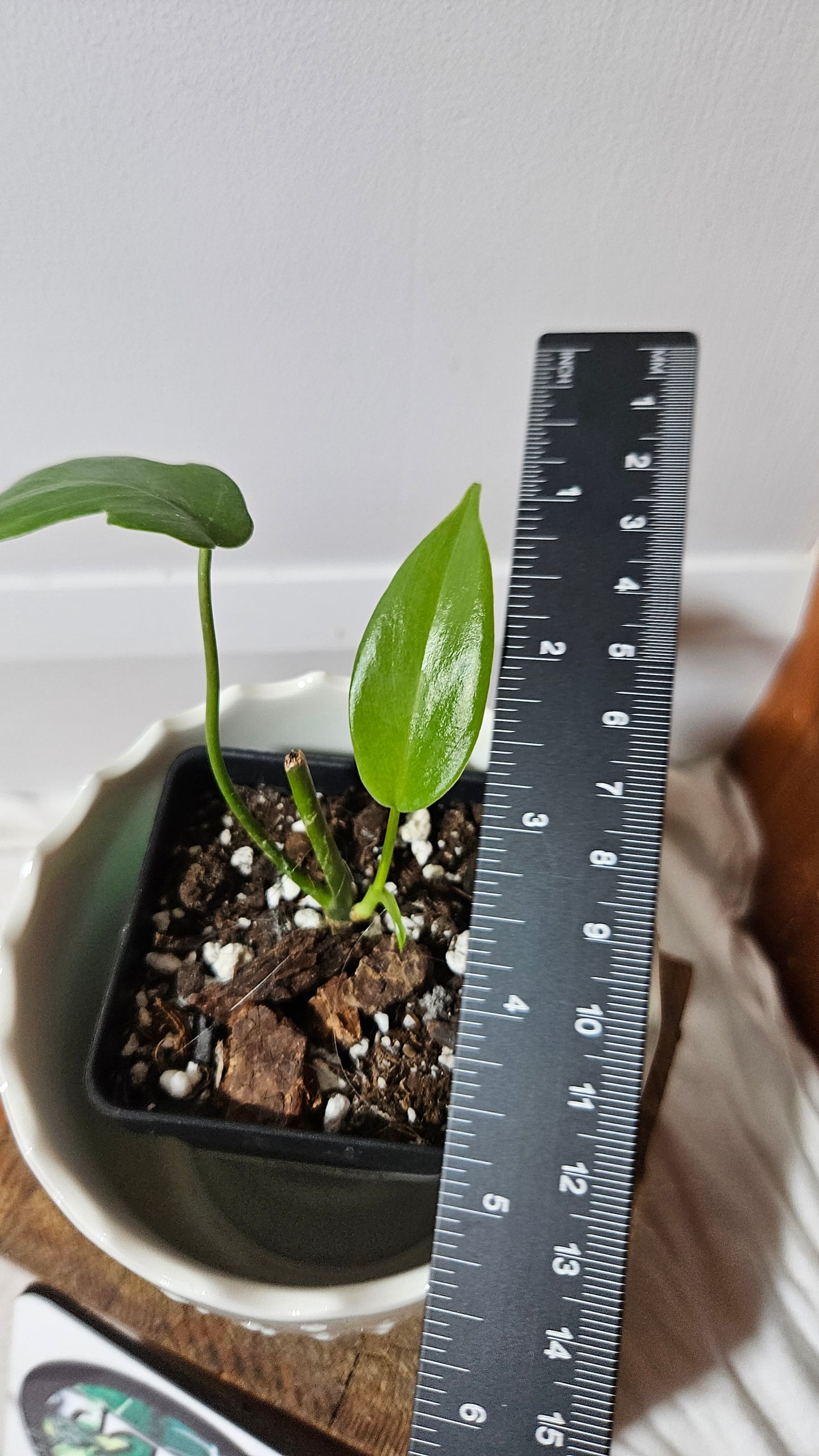 Philodendron Mayoi (PHI-595)