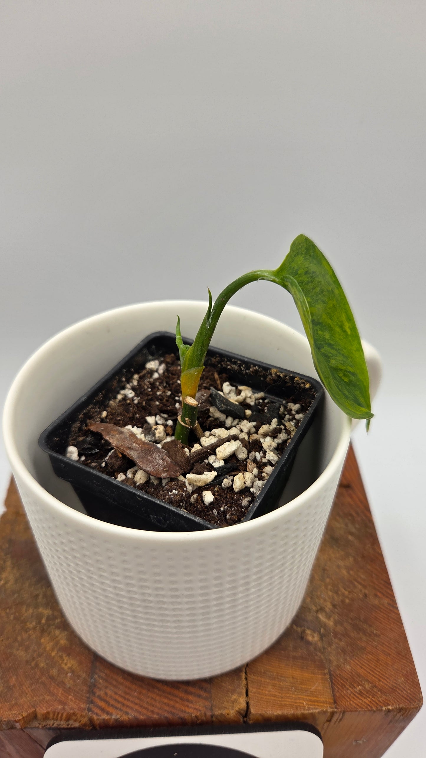 Scindapsus Blue Aurea(SCI-521)