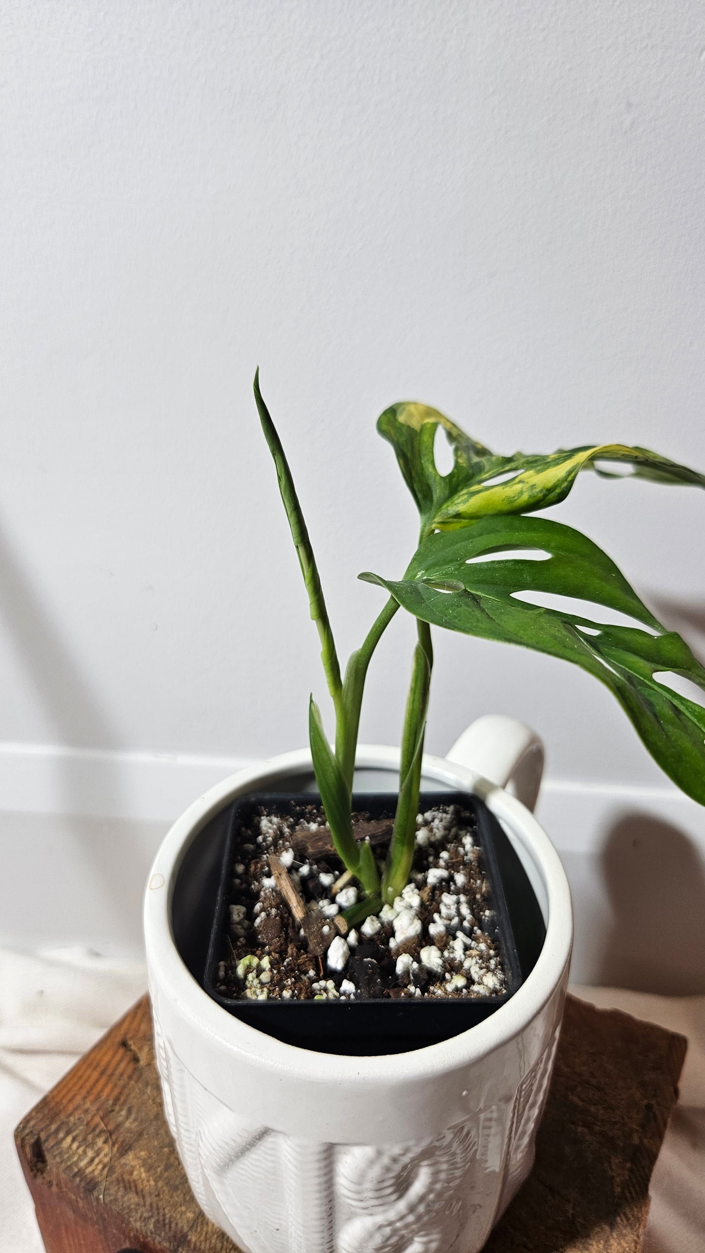 Monstera Andasonii Aurea (MON-220)