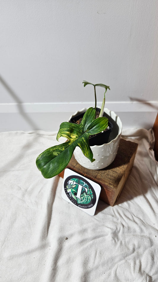 Philodendron Florida Beauty (PHI-578)