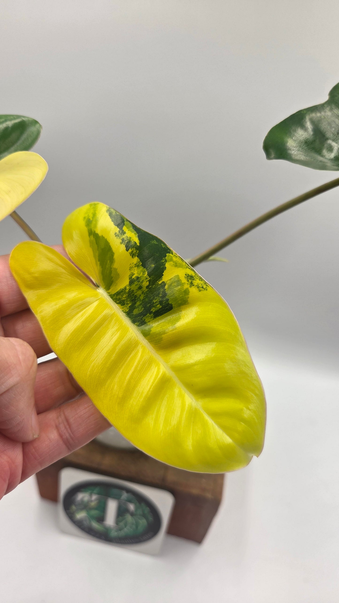 Philodendron Burlemarx Variegata (PHI-1063)