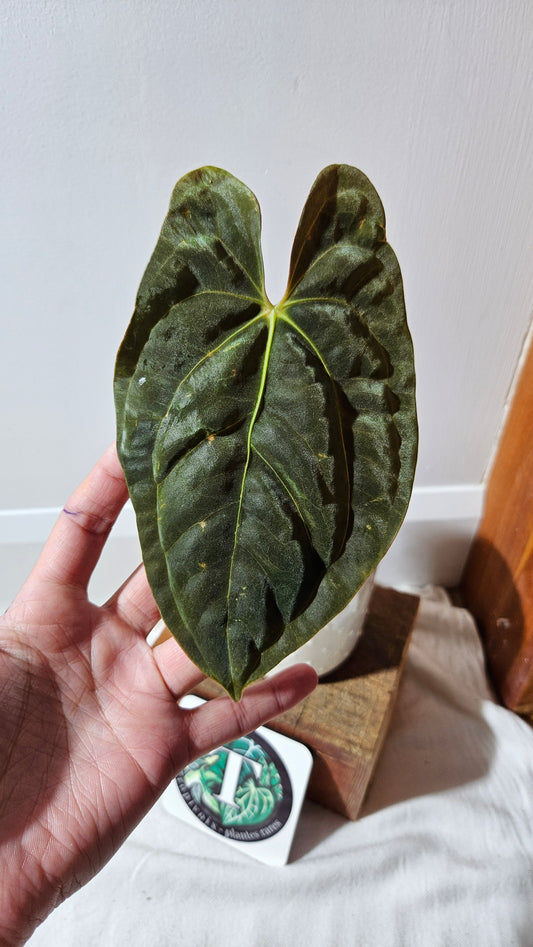 Anthurium SP Black Velvet "MEDIUM format" (ANT-204)
