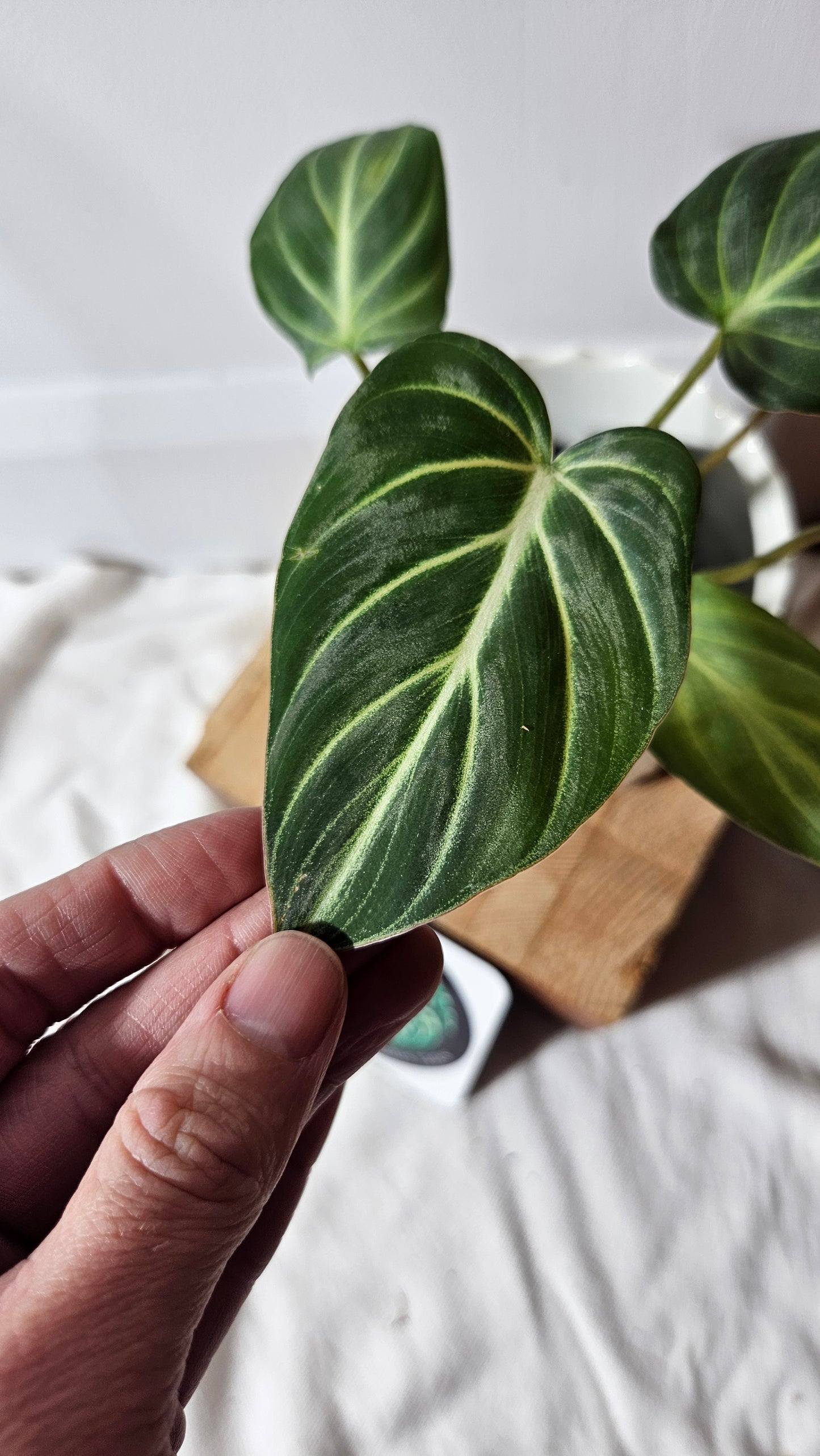 Philodendron Gloriosum White (PHI-675)