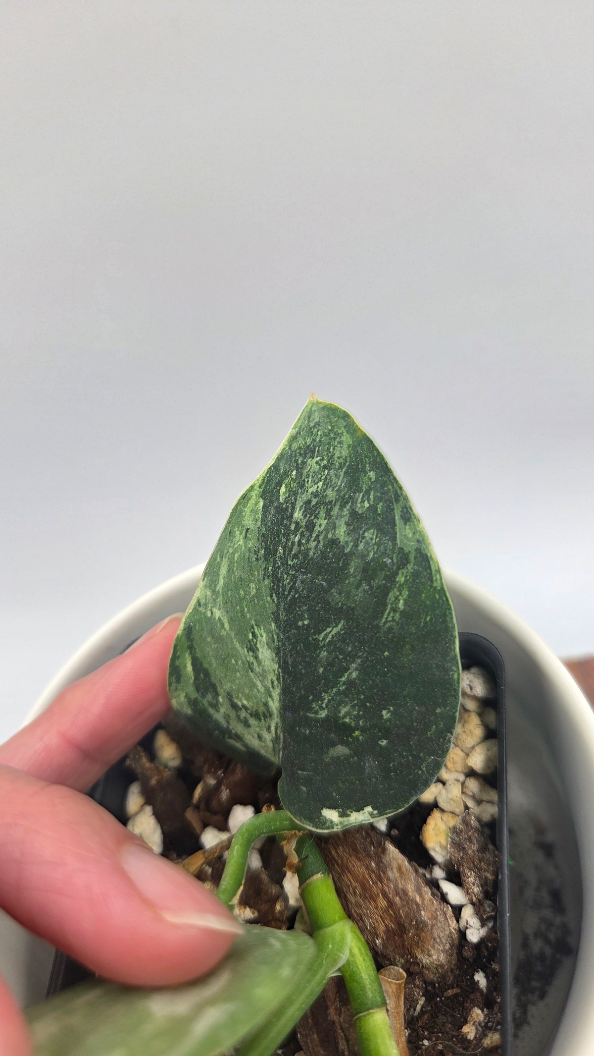 Scindapsus Dark satin Tricolore (SCI-1519)