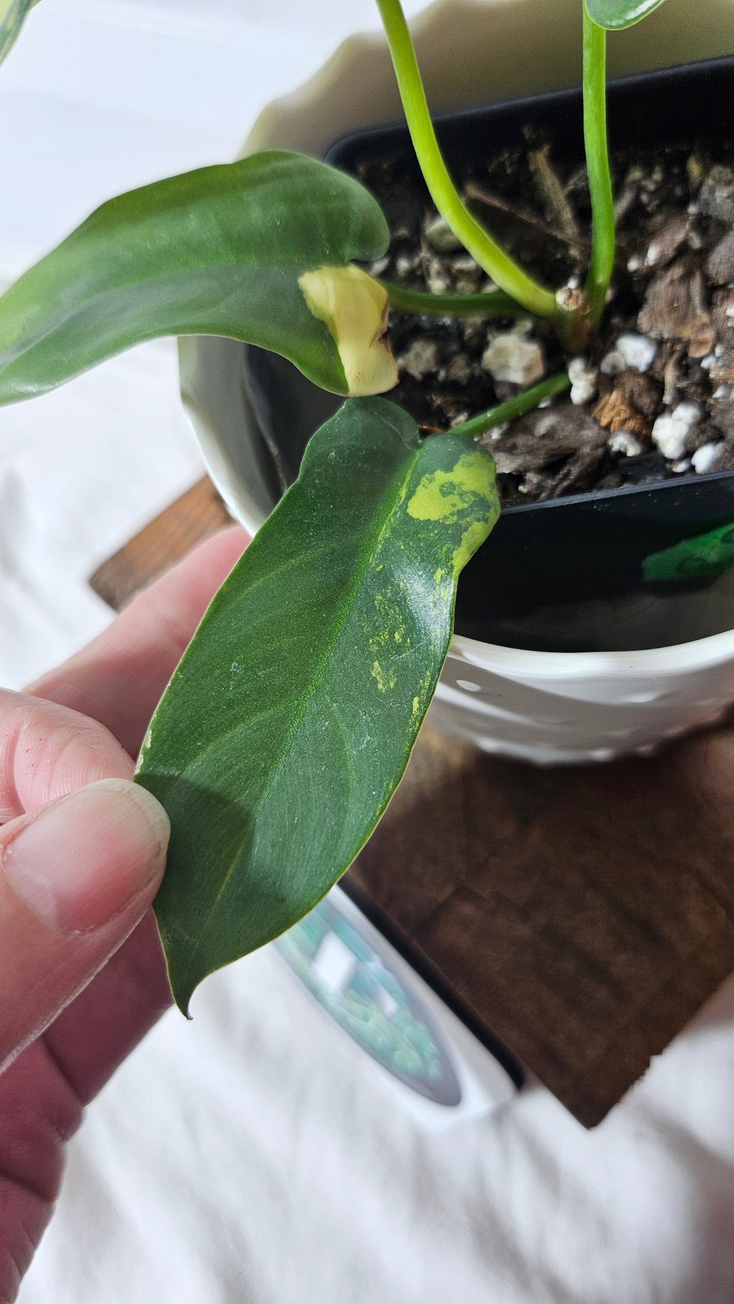 Philodendron Violin Variegata (PHI-634)