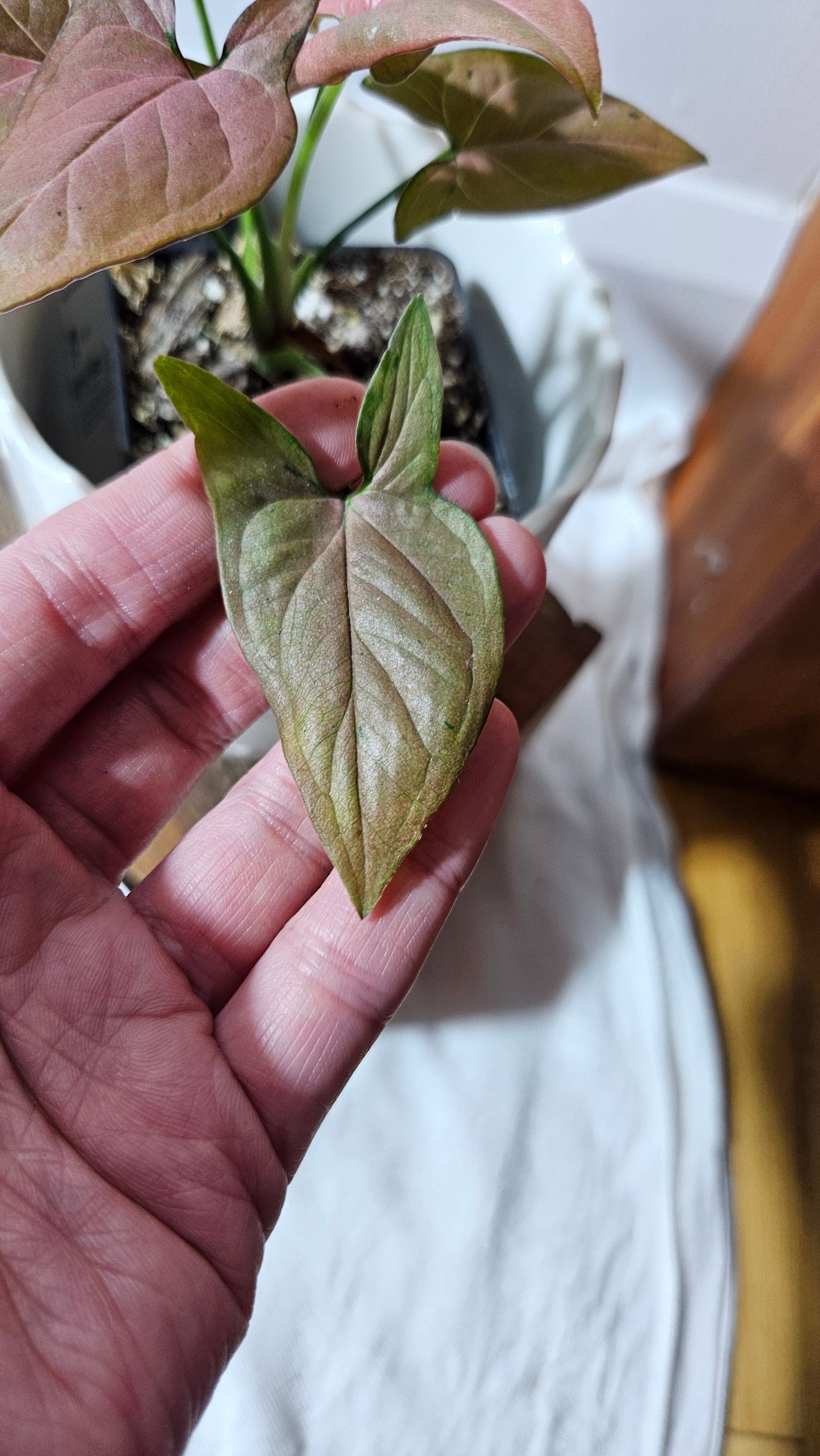 Syngonium Pink Emerald (SYN-438)