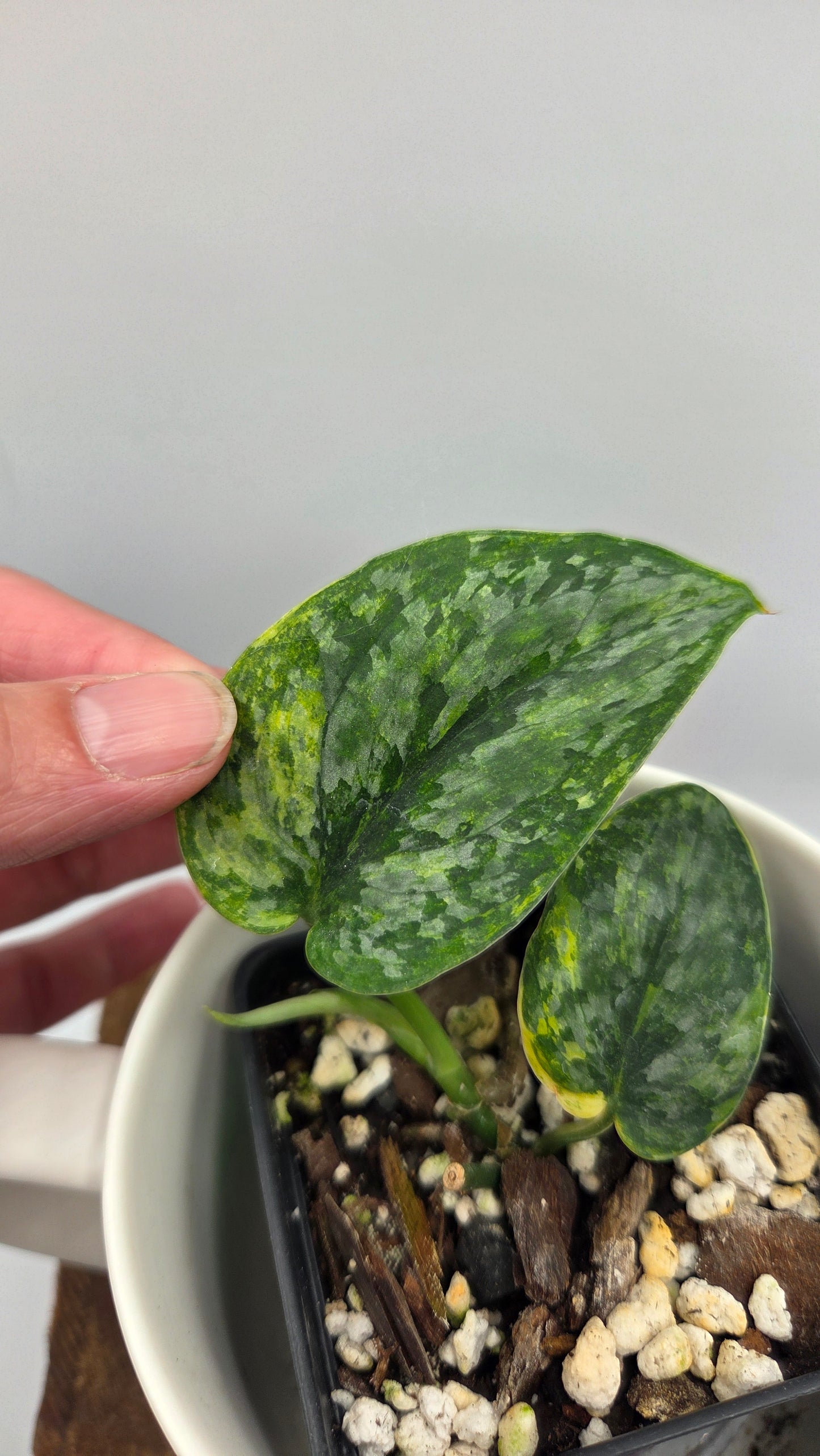 Scindapsus Tricolore Léopard Variegata(SCI-1460)