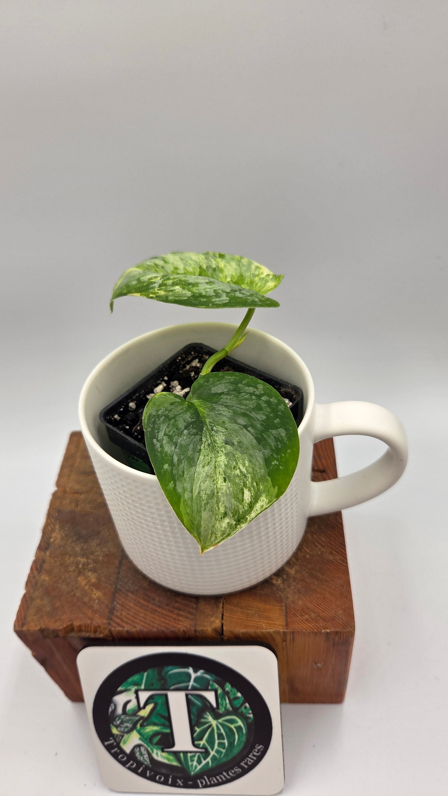 Scindapsus Black Dragon Variegata (SCI-1442)