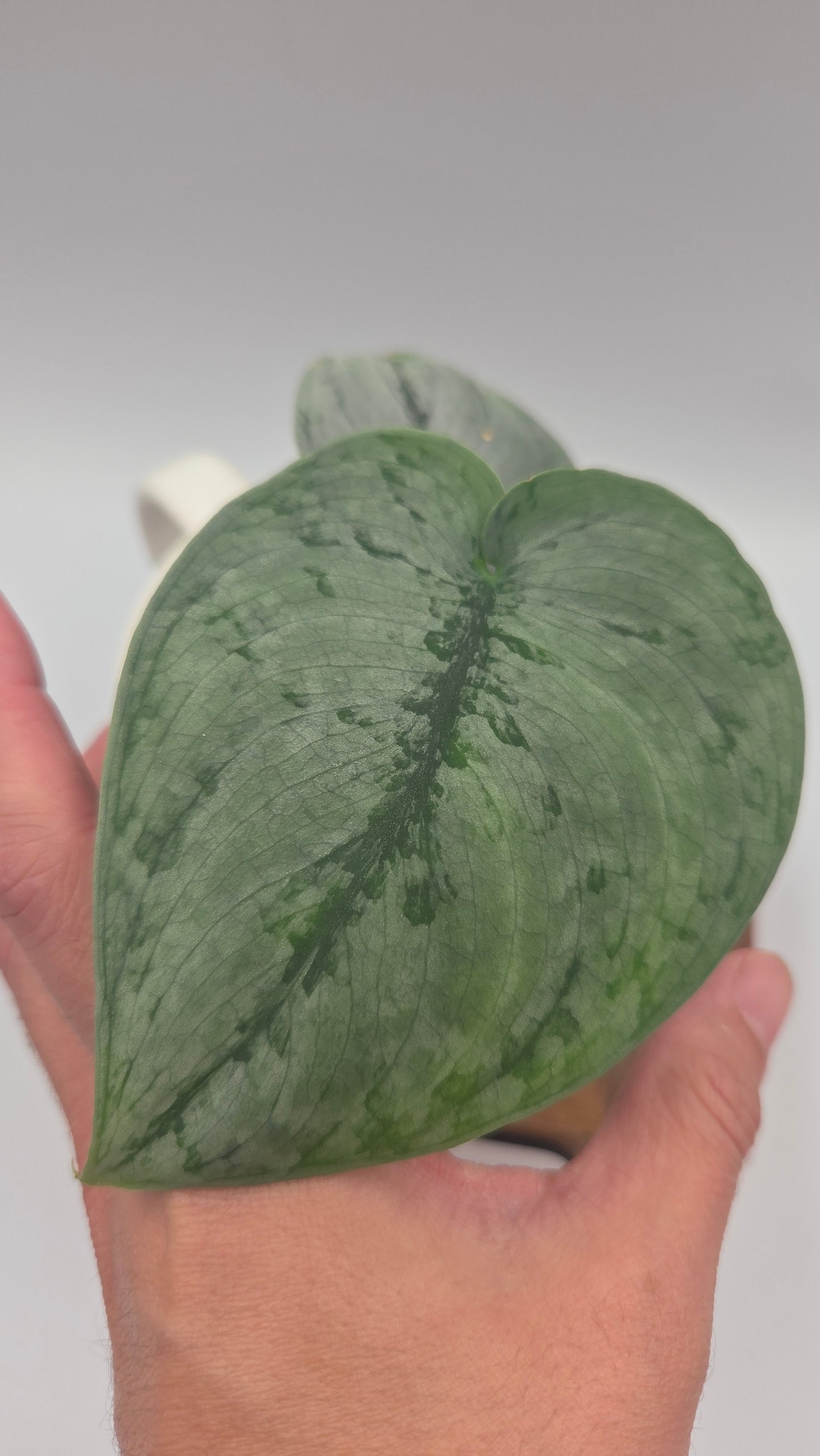 Scindapsus Silver Lava (SCI-1498)