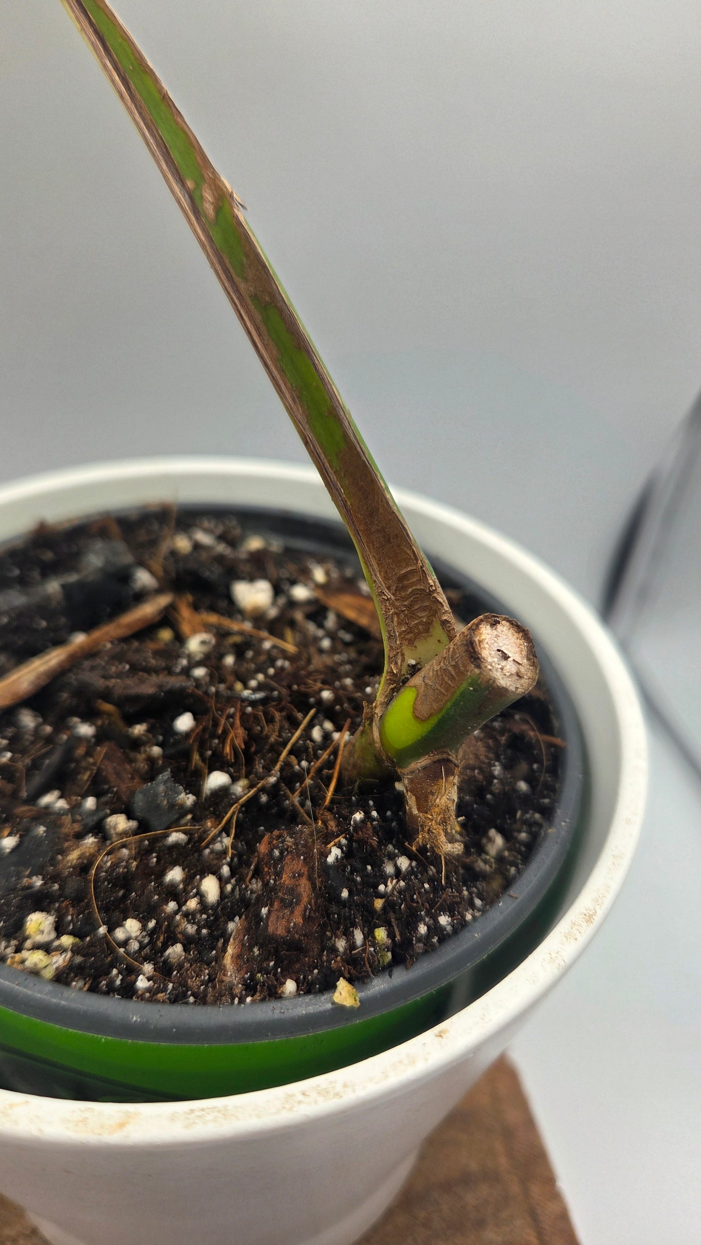 Monstera Aurea (MON-390)