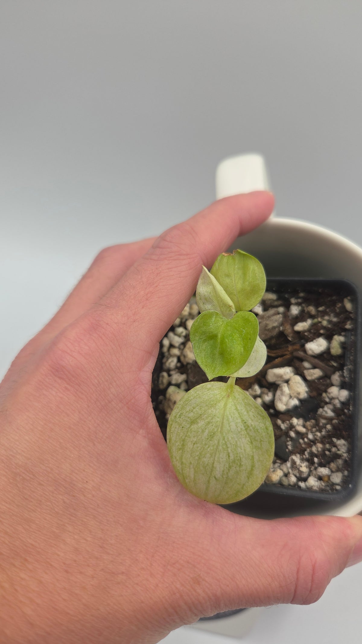 Scindapsus Hederaceus White Mint (SCI-1517)