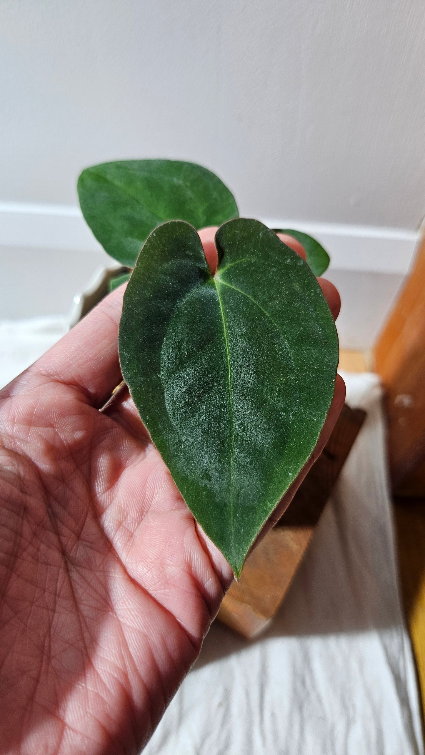 Anthurium  Papillilaminum X Black Velvet Panama "format PETIT" (ANT-613)