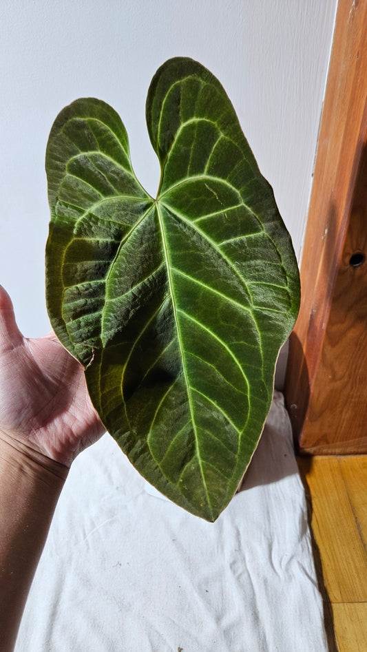 Anthurium Besseae Aff Black "Format LARGE" (ANT-566)