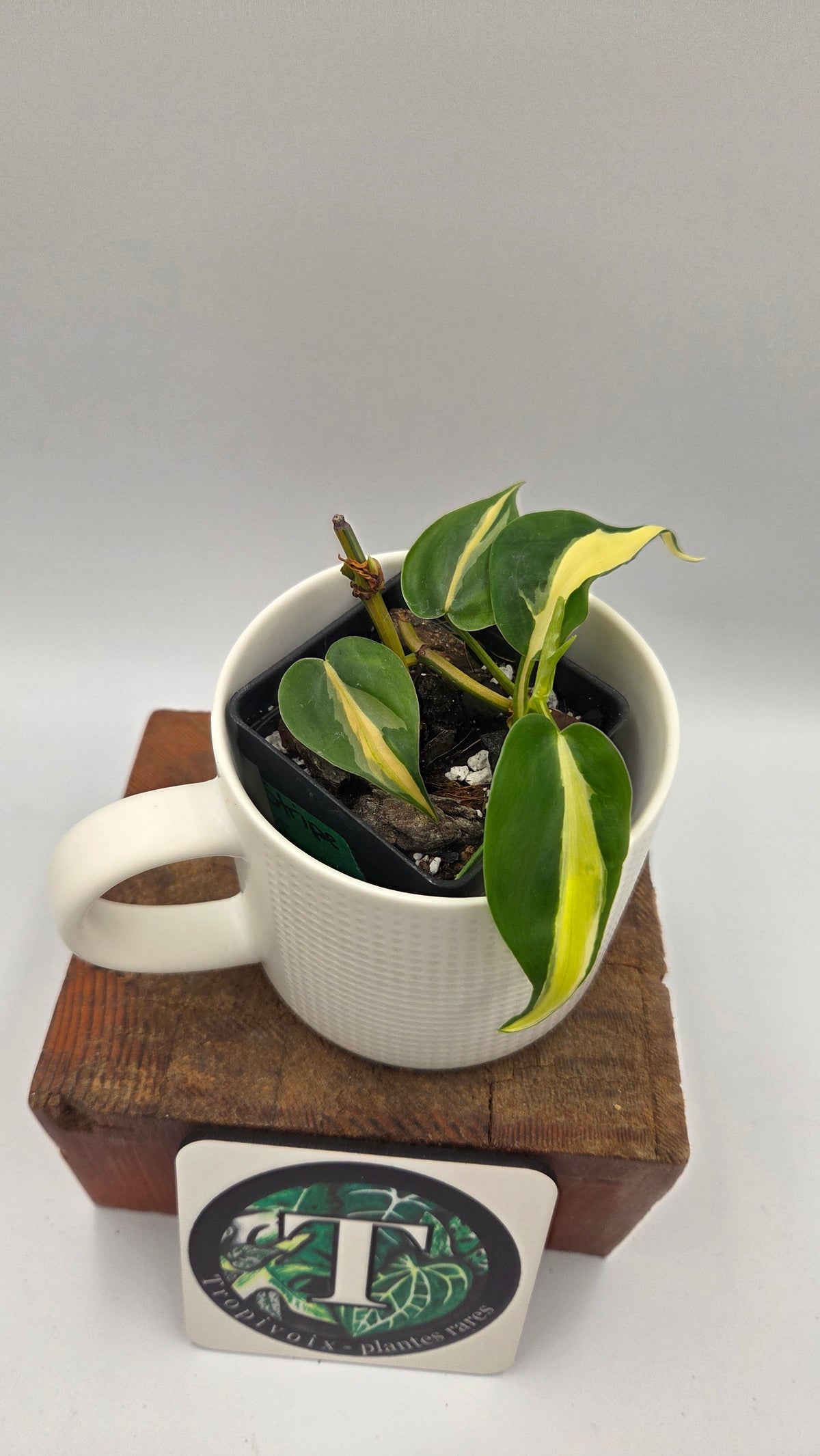 Philodendron Hederaceum Silver Stripe (PHI-1105)