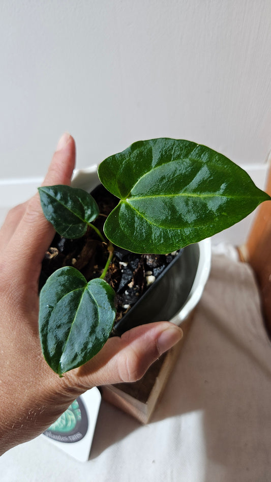 Anthurium Papillilaminum Red Stem X Papillilaminum Legend "format PETIT" (ANT-516)