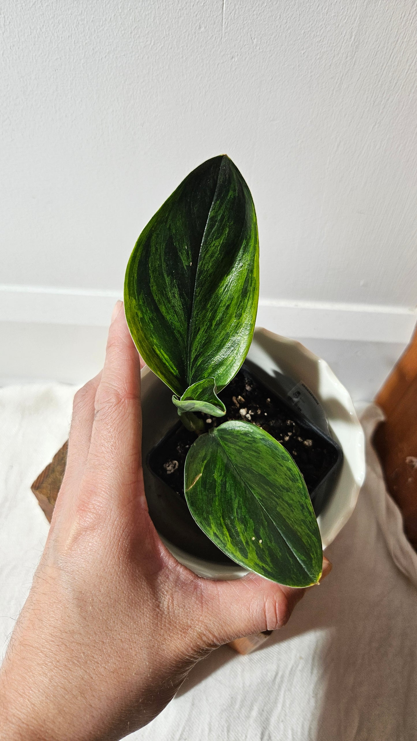 Scindapsus Treubii Dark Form Néon/Mutation (SCI-1009)