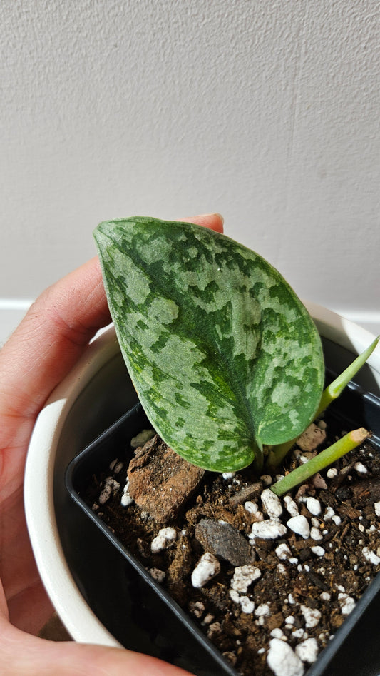 Scindapsus Geulis (SCI-1215)