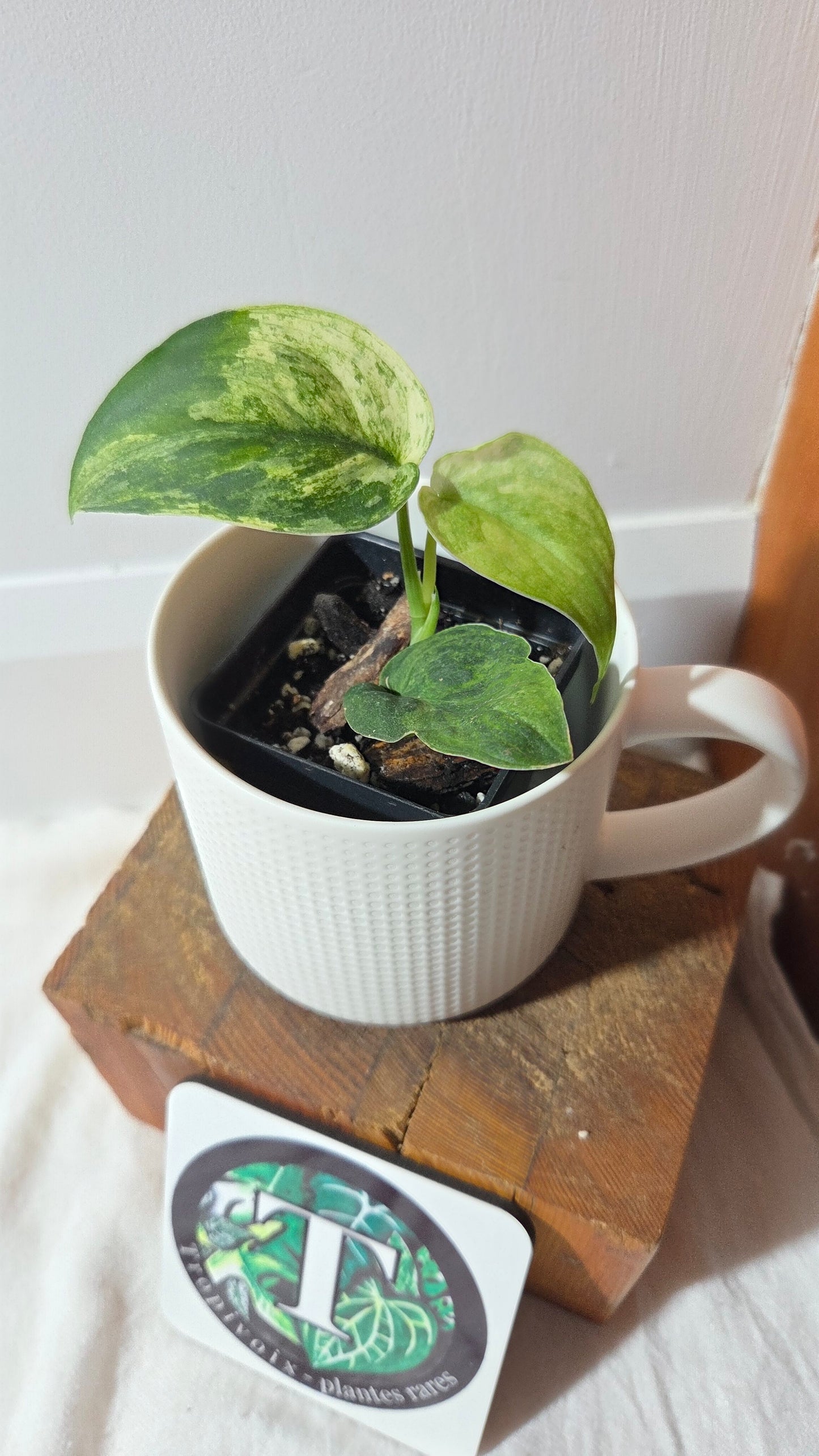 Scindapsus Silver Splash Tricolore (SCI-1368)