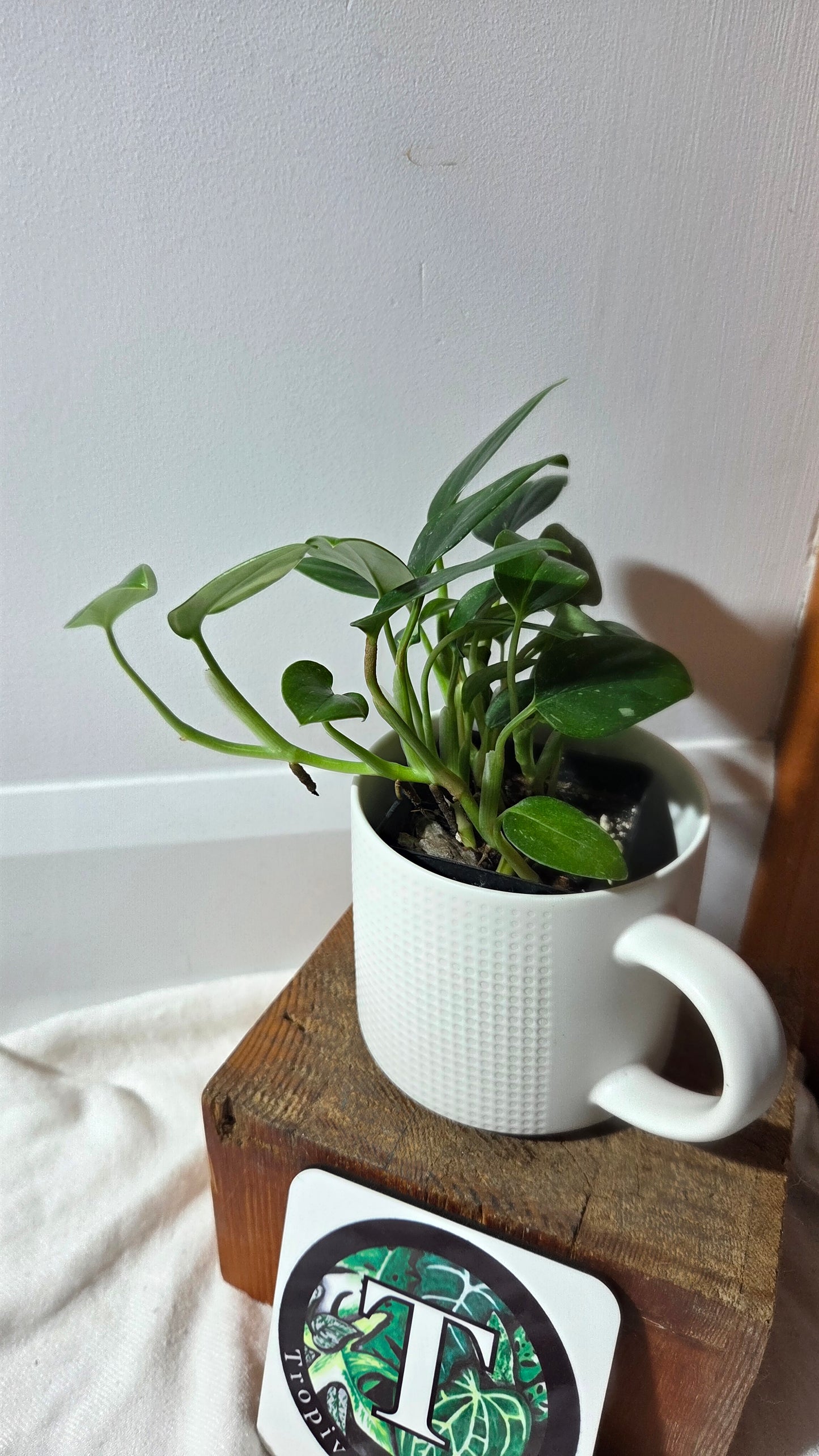 Monstera Standleyana Albo (MON-212)