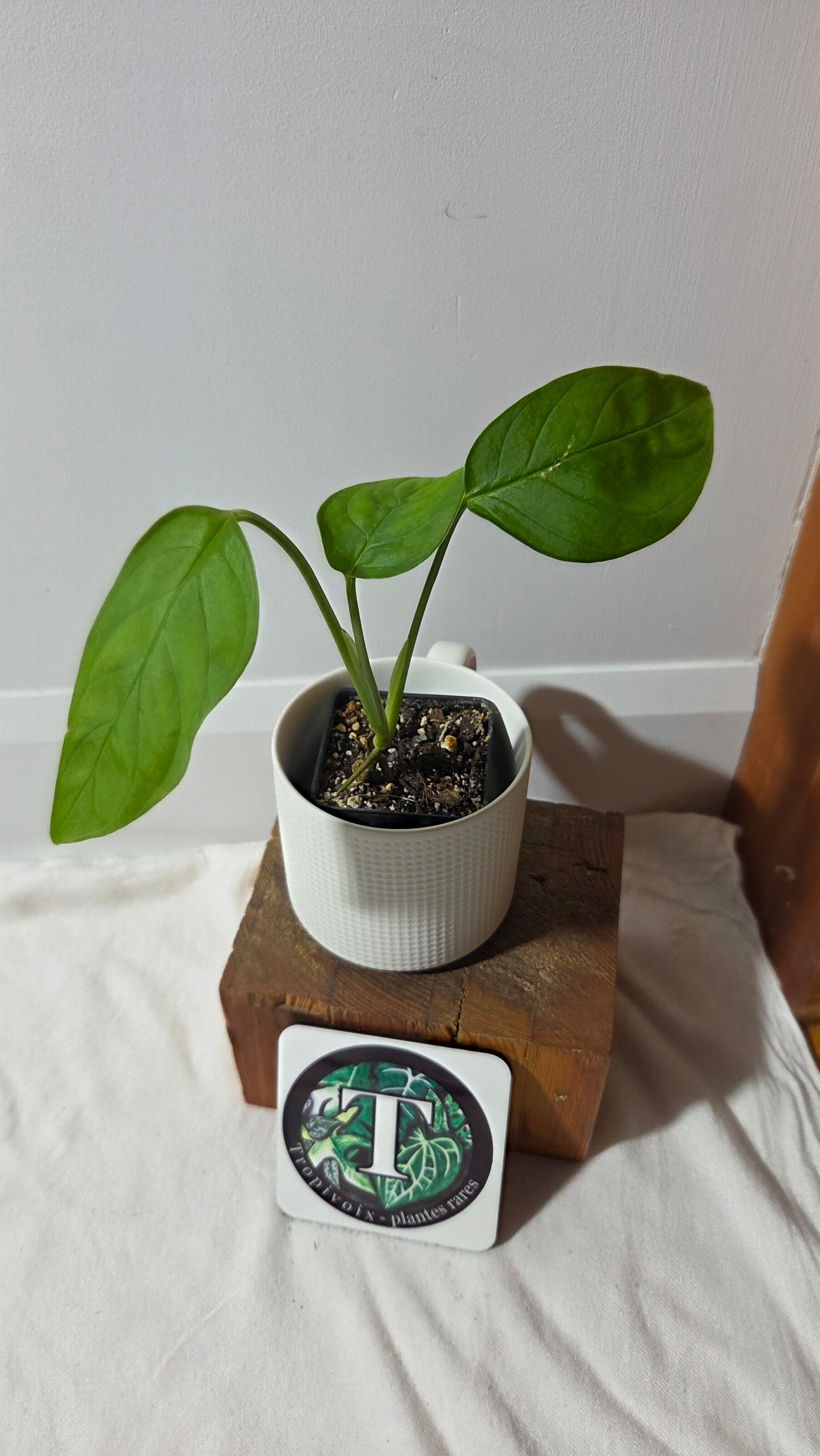 Monstera Obliqua Aff LaUnion (MON-517)