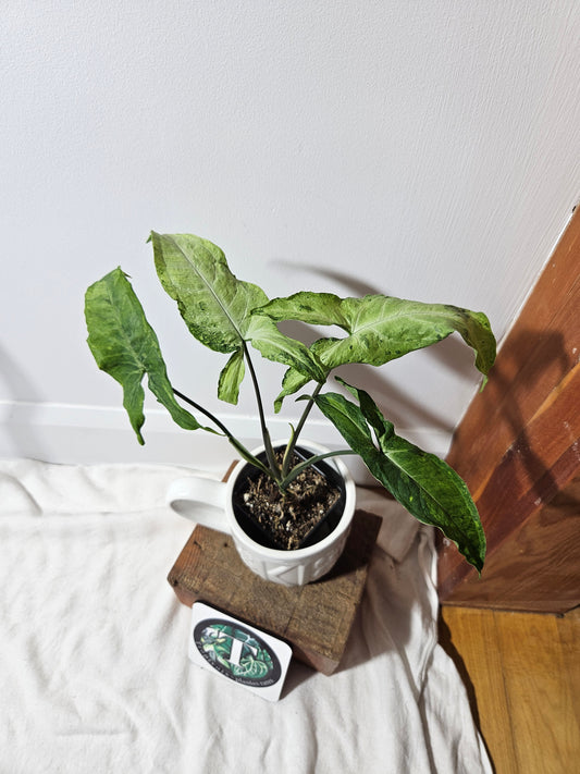 Syngonium Green Flecked (SYN-233)