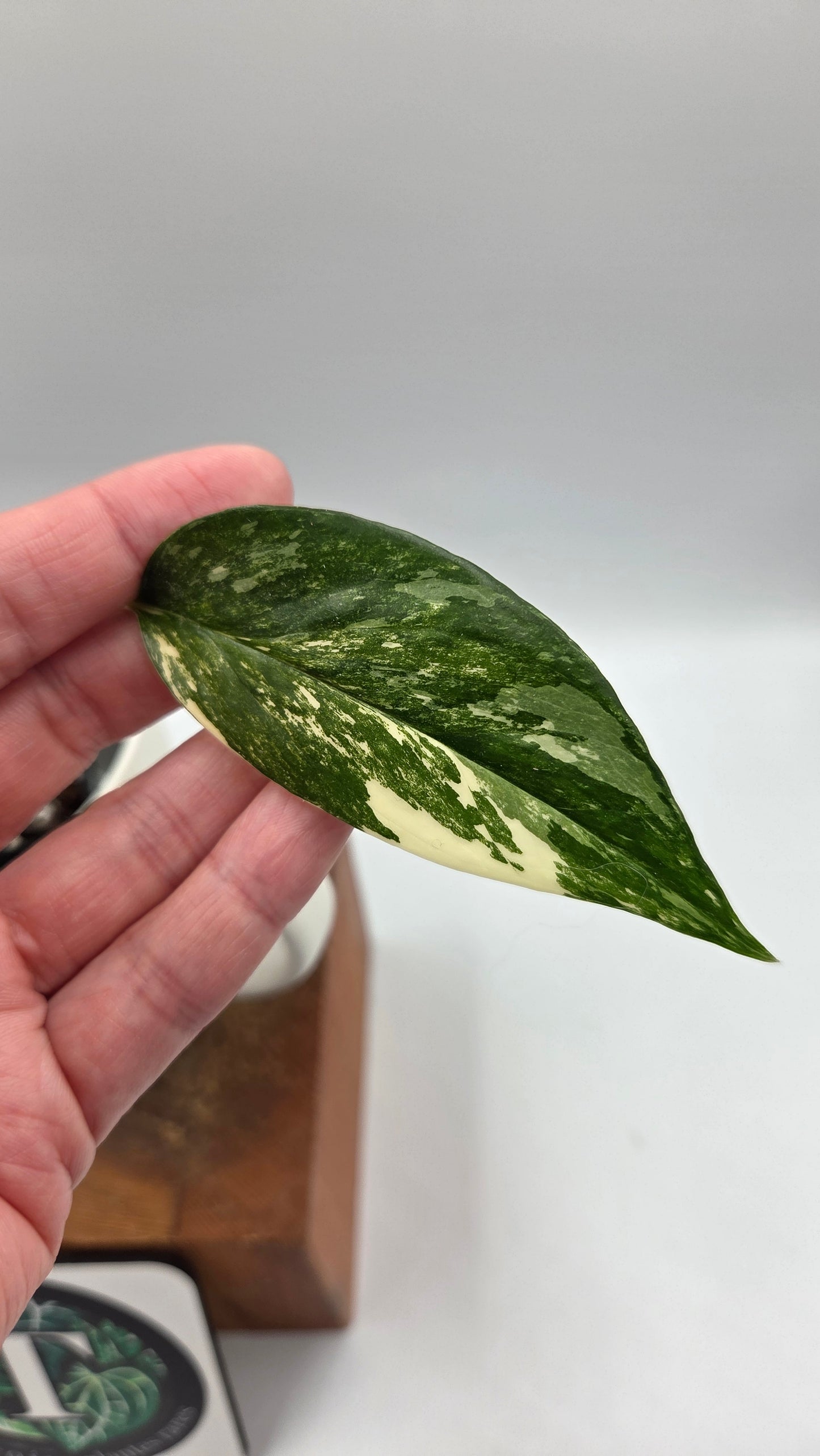 Epipremnum pinnatum Albo (EPI-241)
