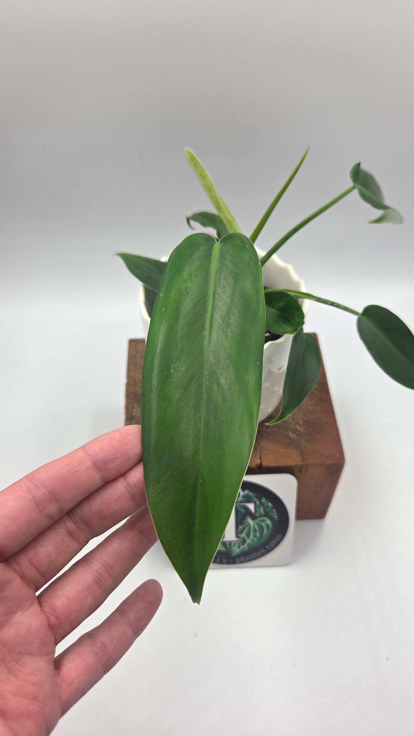 Philodendron Jerryhorne (PHI-1035)