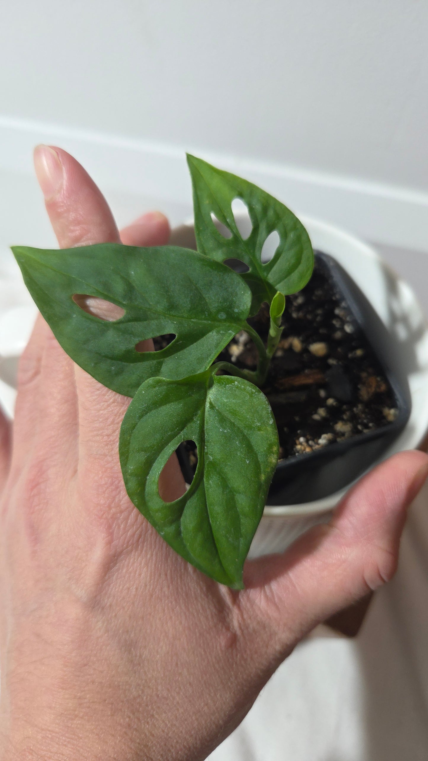 Monstera Obliqua aff La Bonita (MON-526)