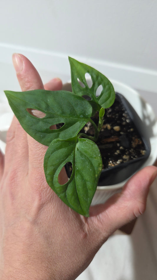 Monstera Obliqua aff La Bonita (MON-526)