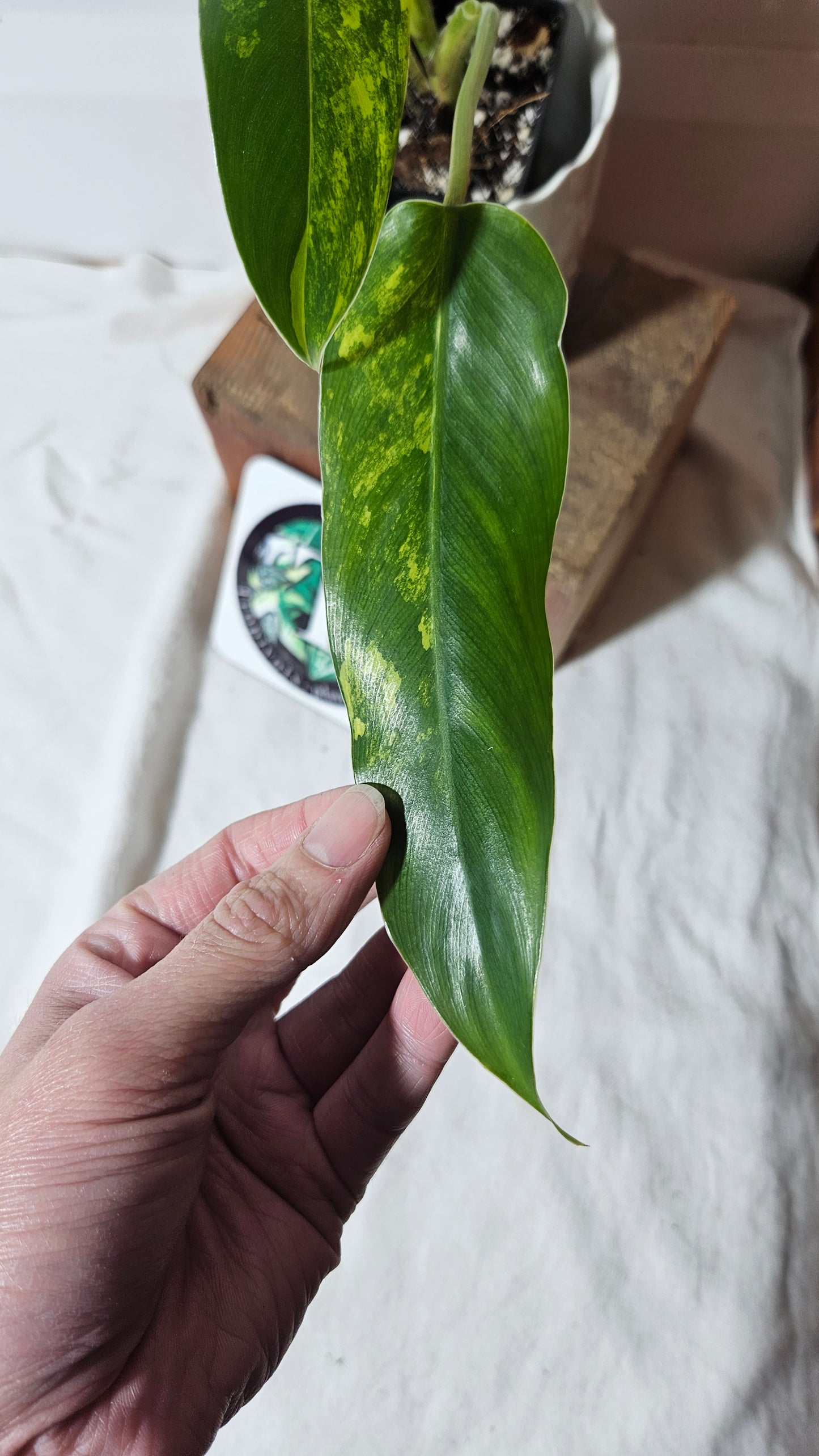 Philodendron Domesticum Variegata (PHI-666)