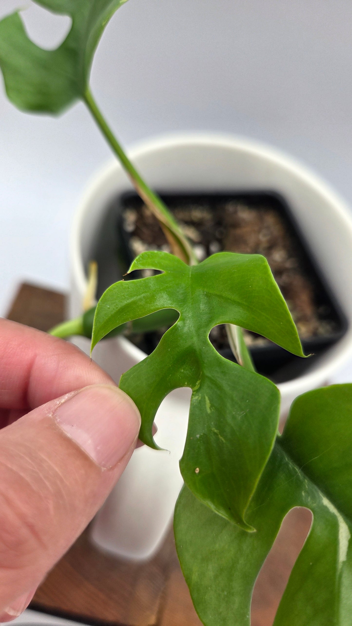 Rhaphidophora Tetrasperma Variegata (AUT-056)