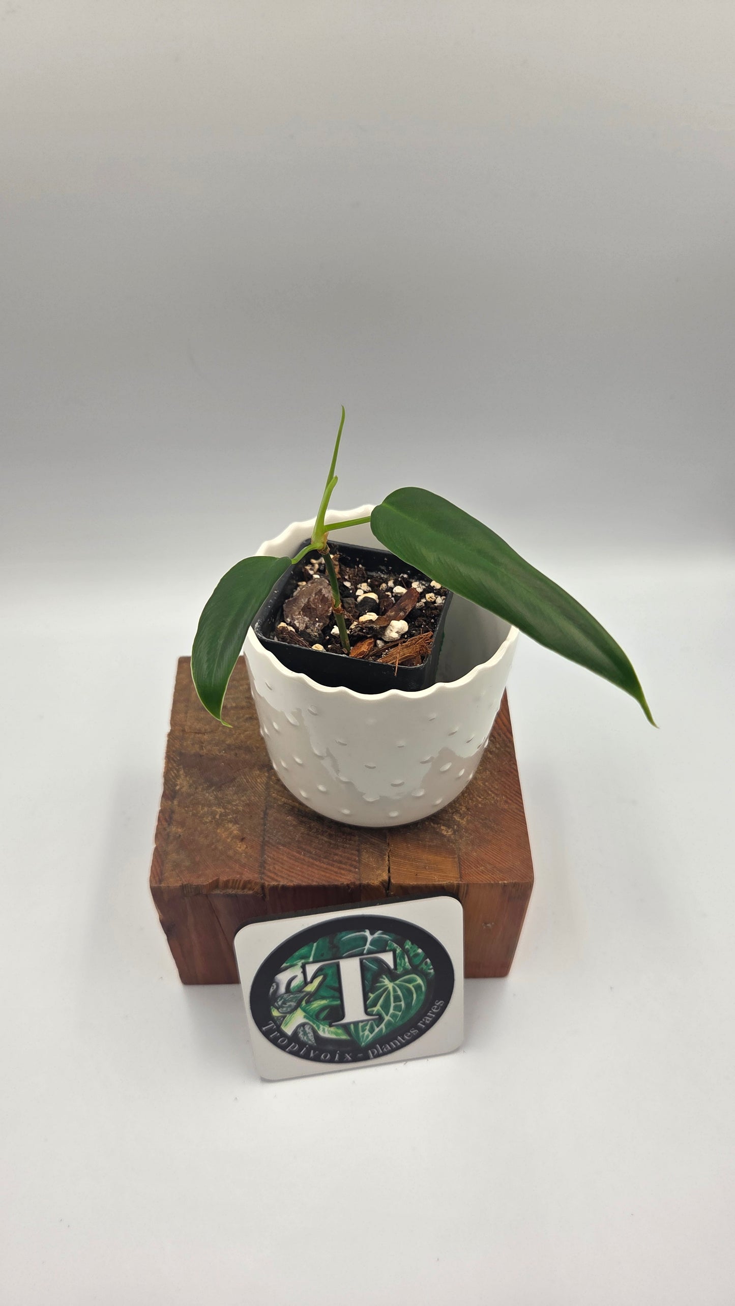 Philodendron Hebetatum (PHI-1046)
