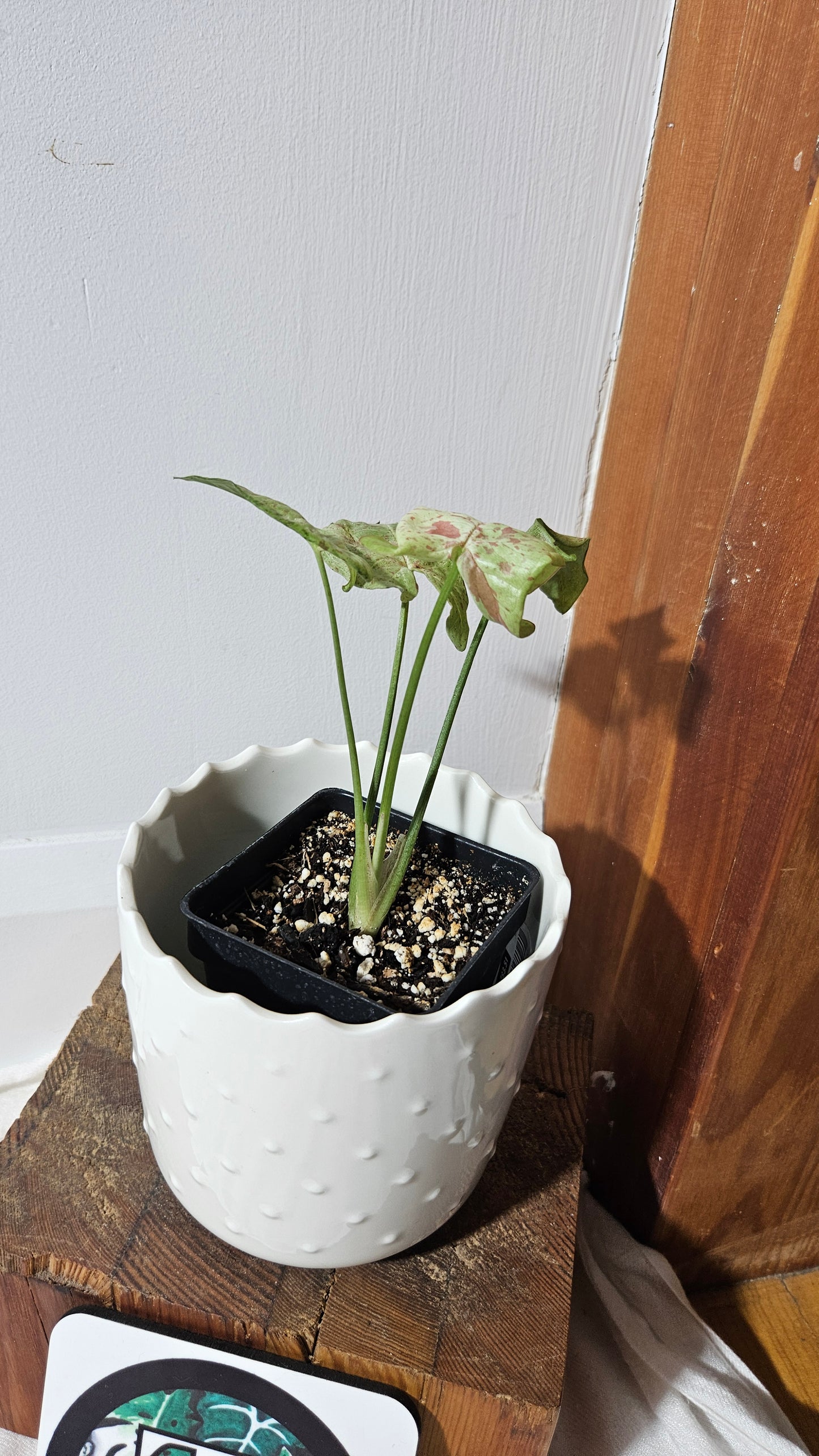 Syngonium Milk Confetti (SYN-454)