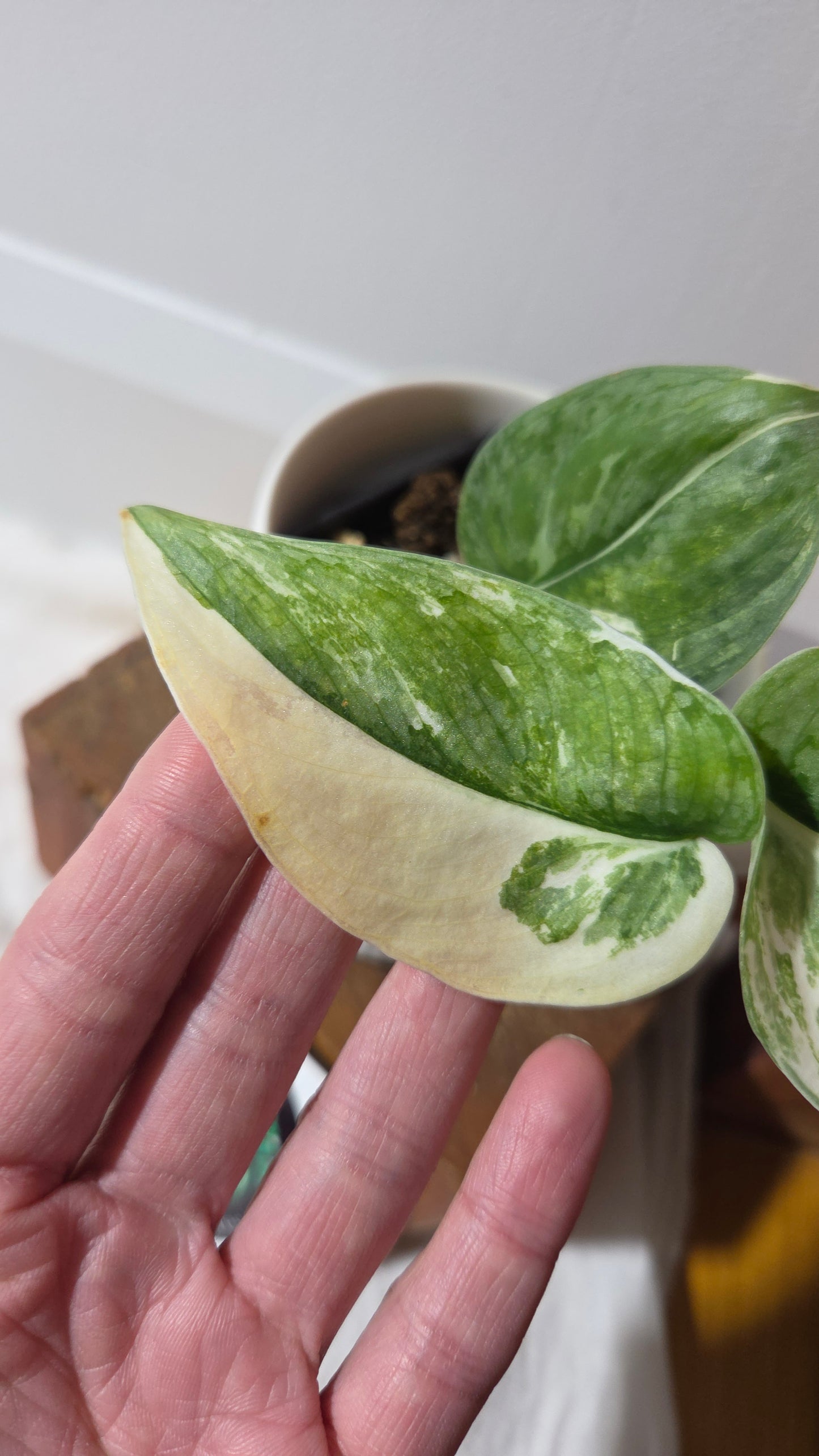 Scindapsus Silver Tattoo Variegata (SCI-698)