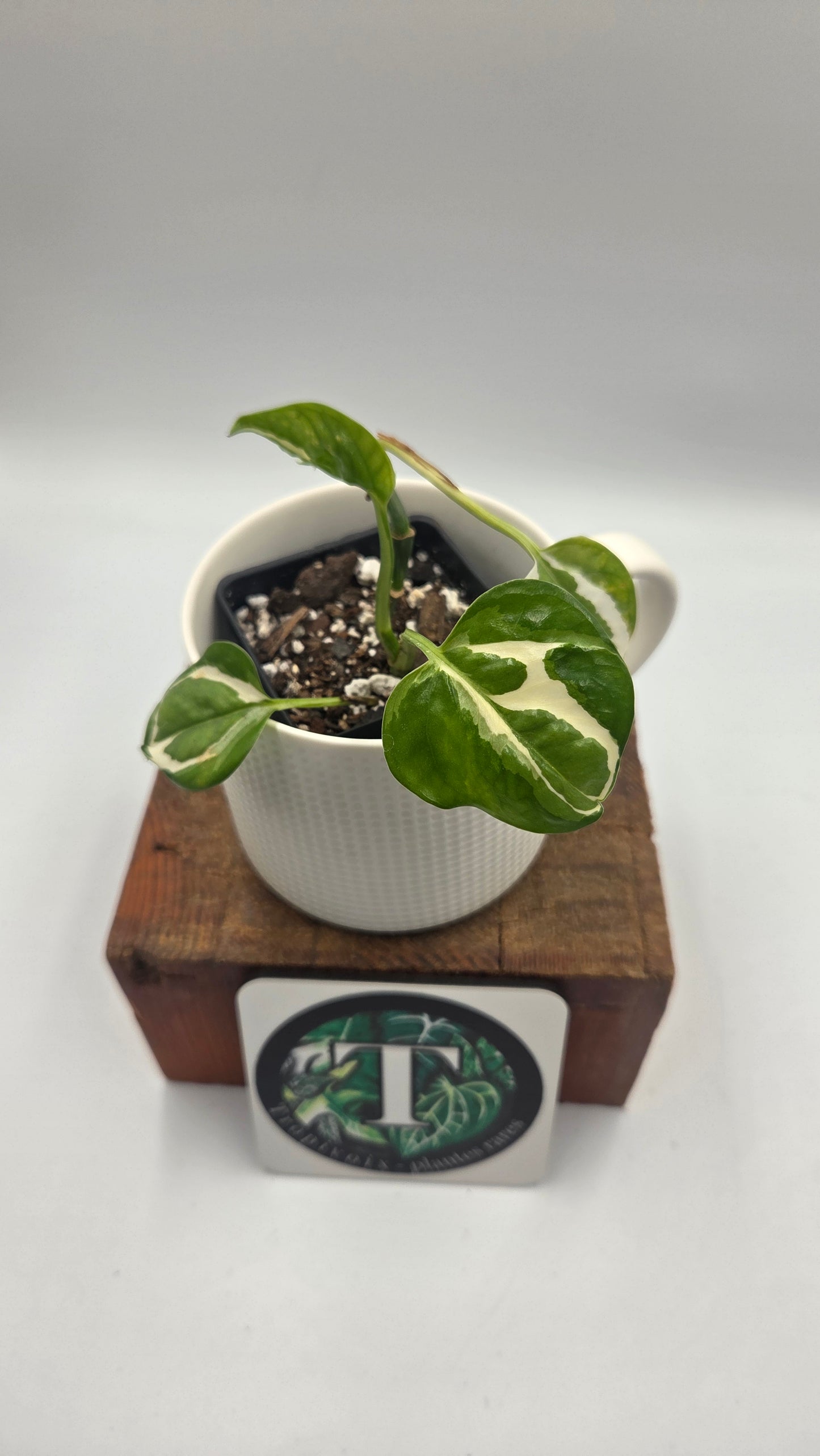 Epipremnum Aureum Glacier (EPI-245)