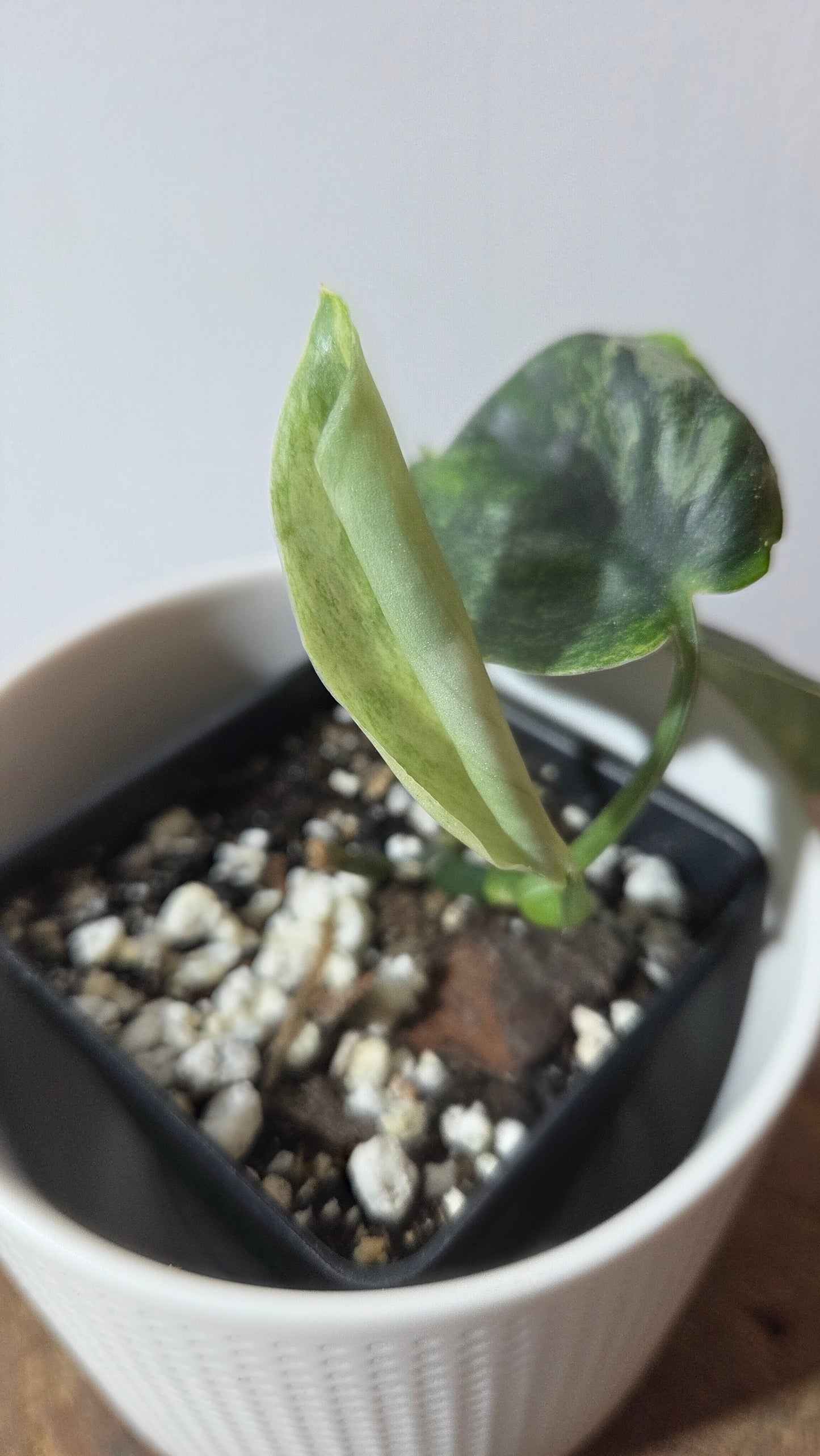 Scindapsus Dark satin Tricolore (SCI-1392)