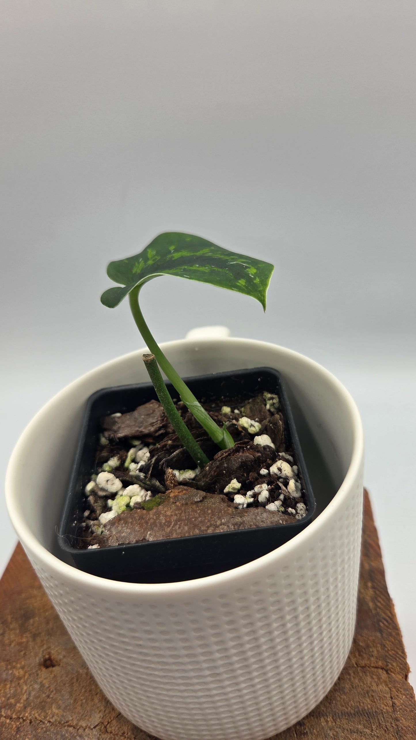 Scindapsus Macan (SCI-1511)