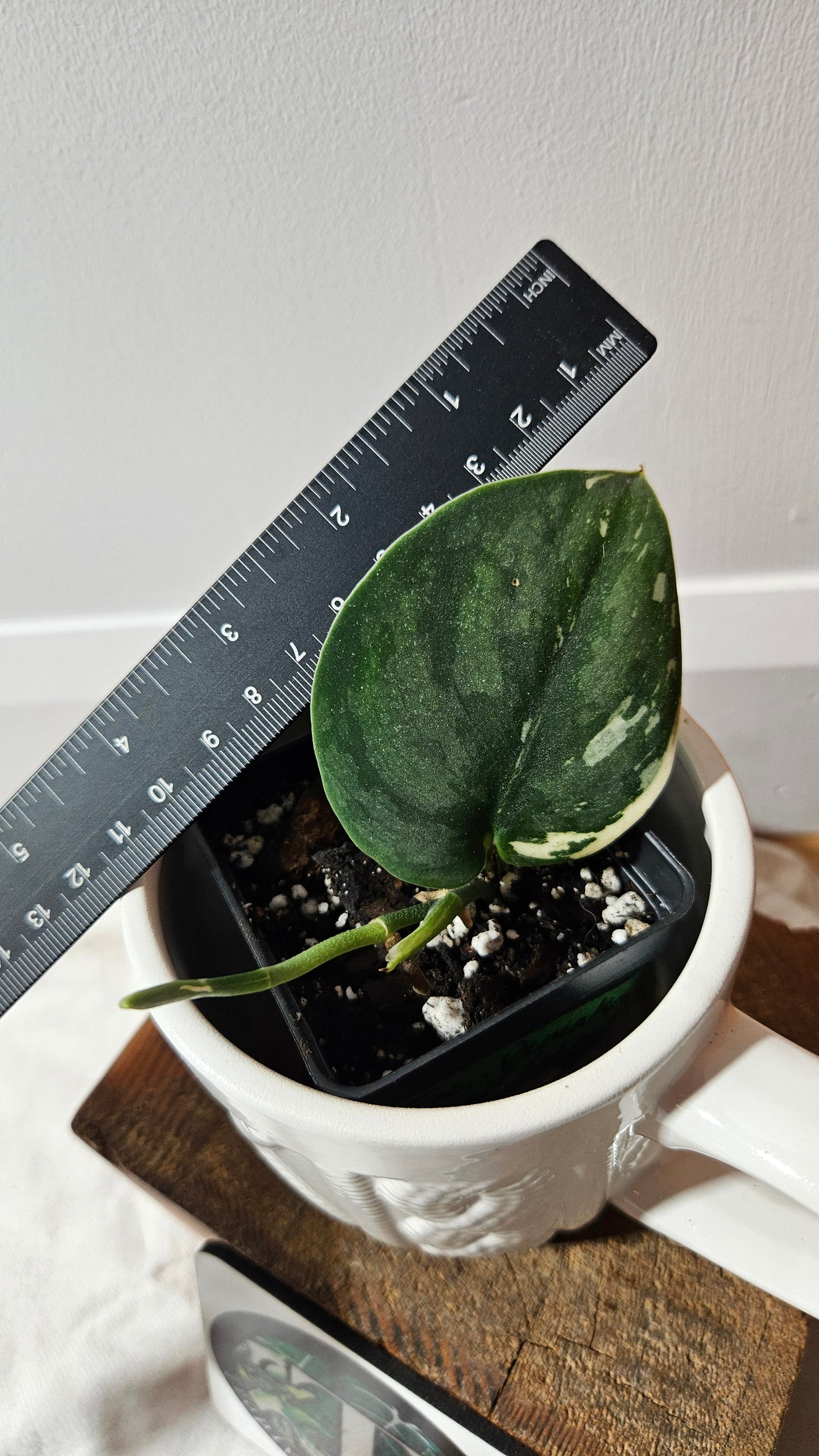 Scindapsus Bunaken (SCI-1290)