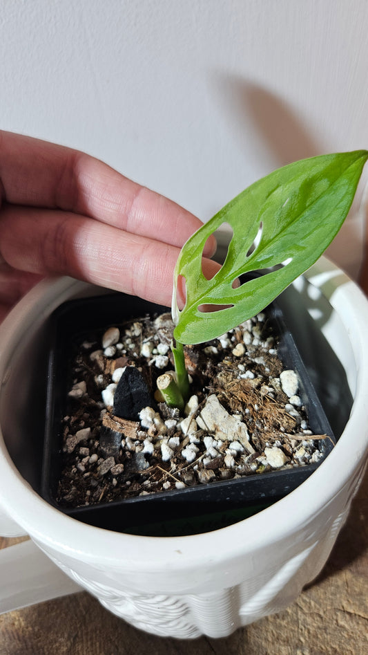 Monstera Andasonii Albo (MON-473)