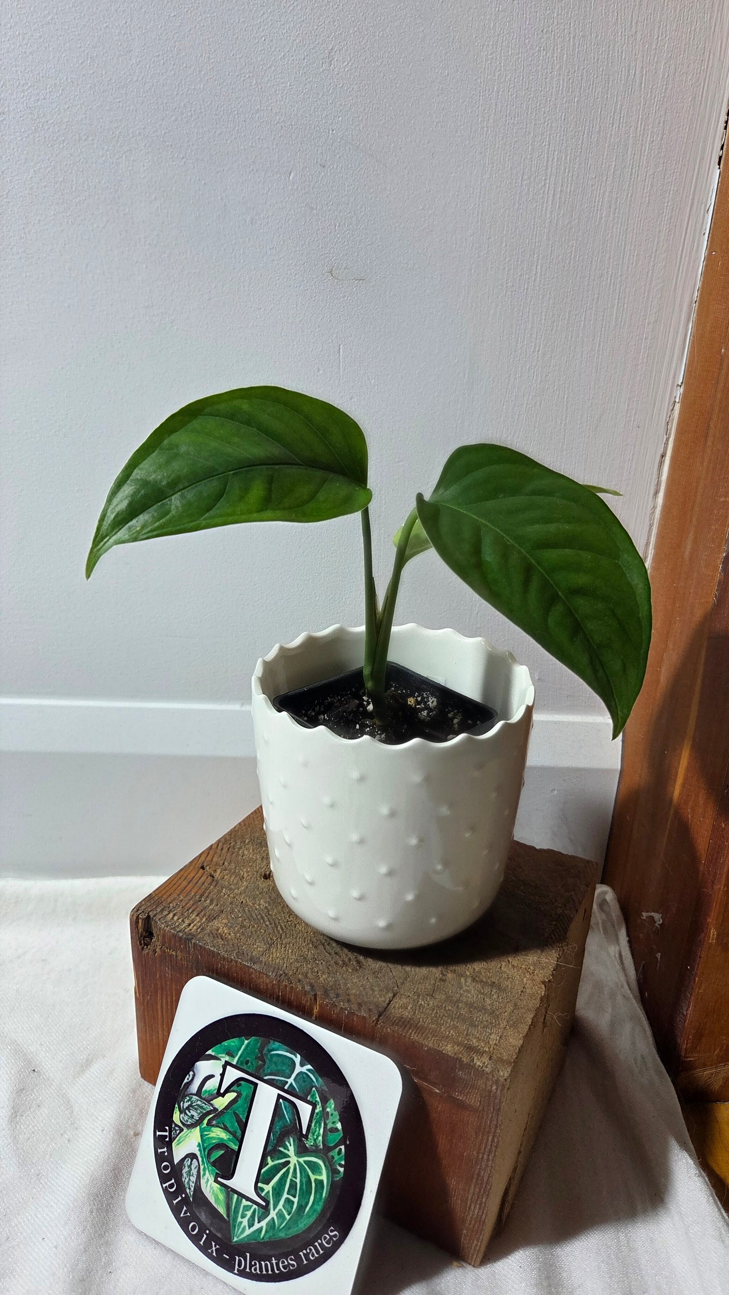 Monstera Obliqua Aff Amazonica (MON-500)