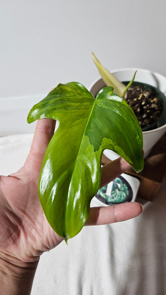 Philodendron Florida Beauty (PHI-113)