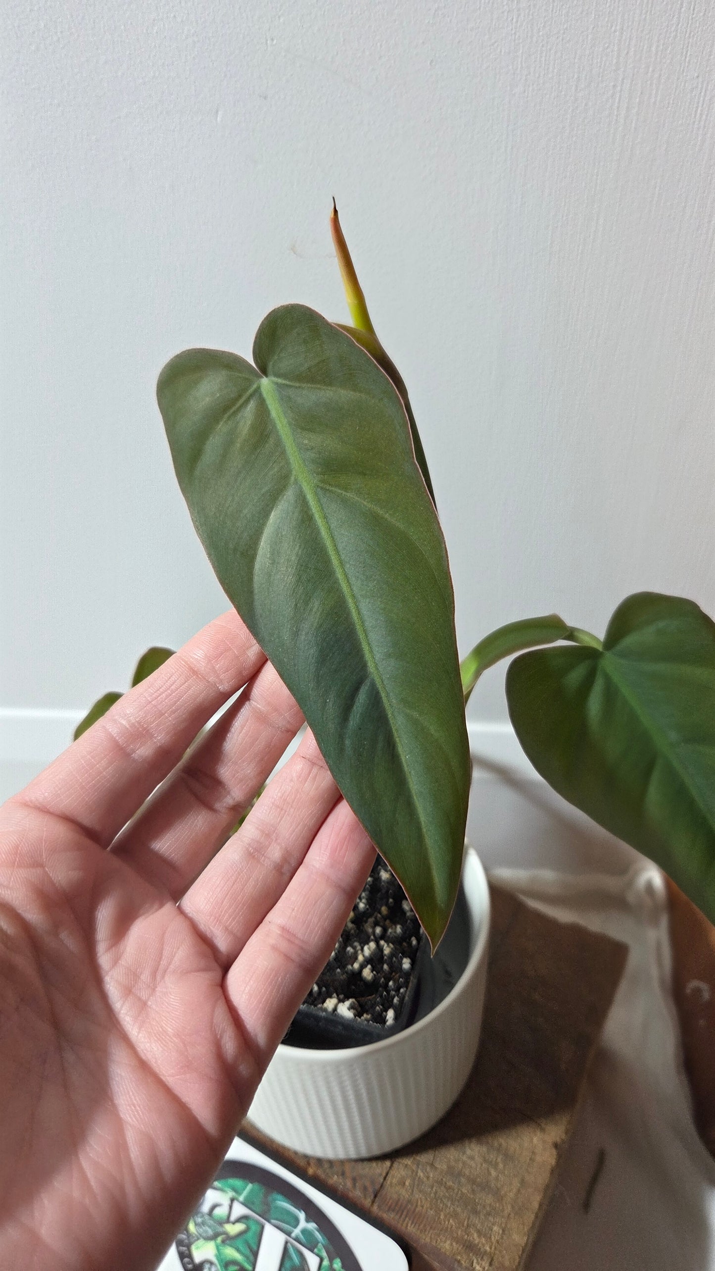 Philodendron Maximum (PHI-982)