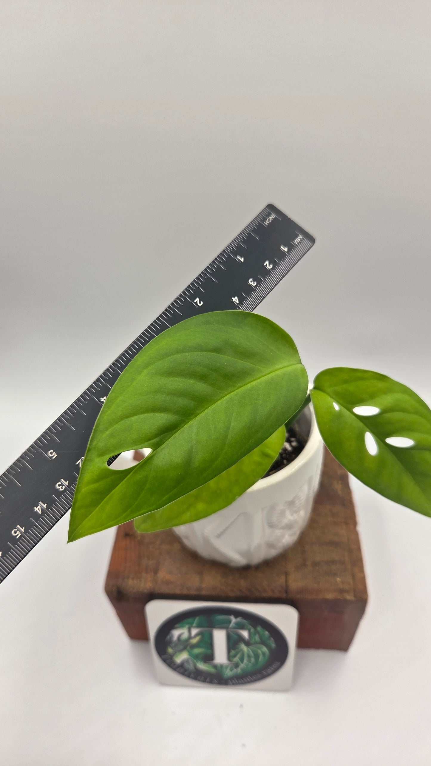 Monstera Esqueletto (MON-097)