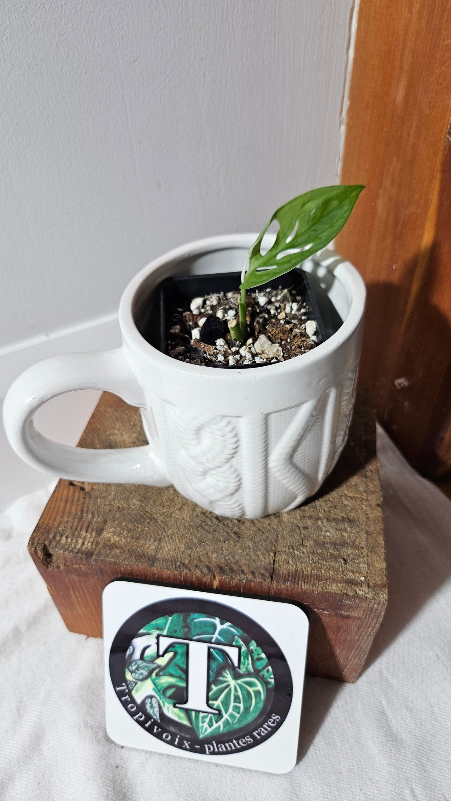 Monstera Andasonii Albo (MON-473)