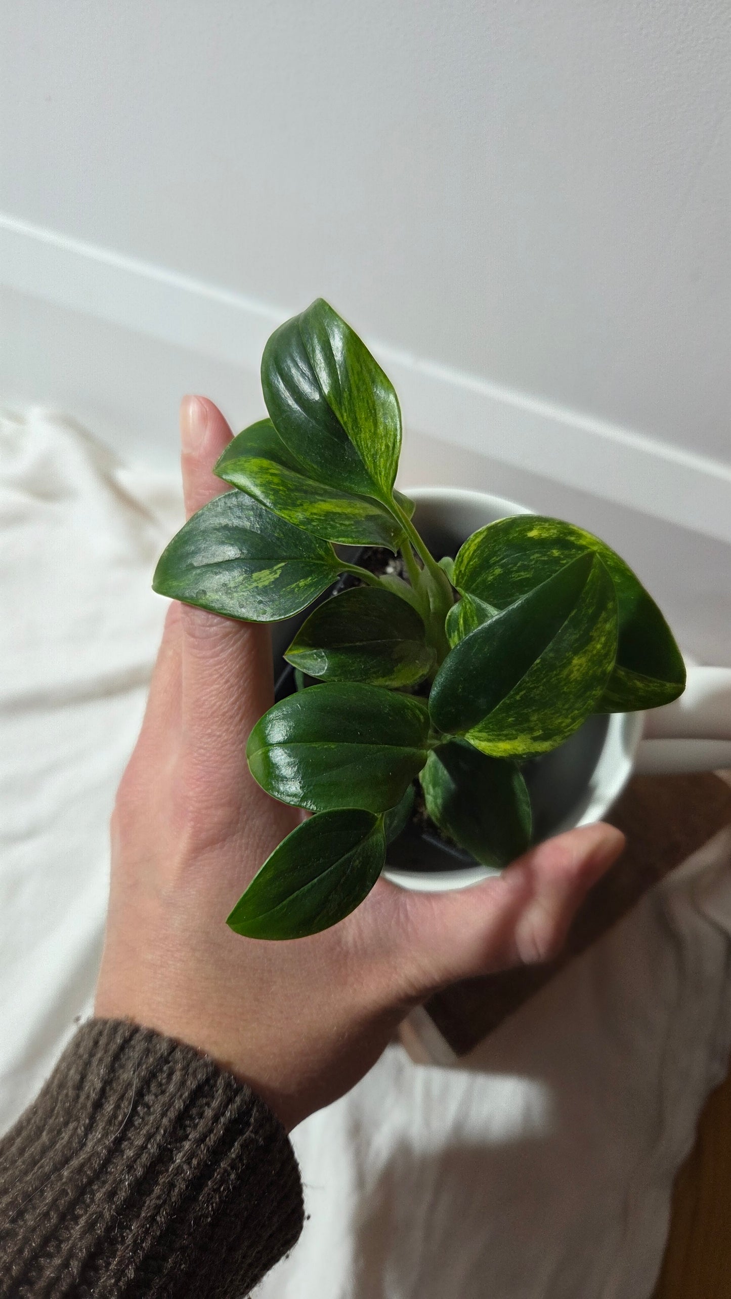 Monstera Standleyana Aurea (MON-486)