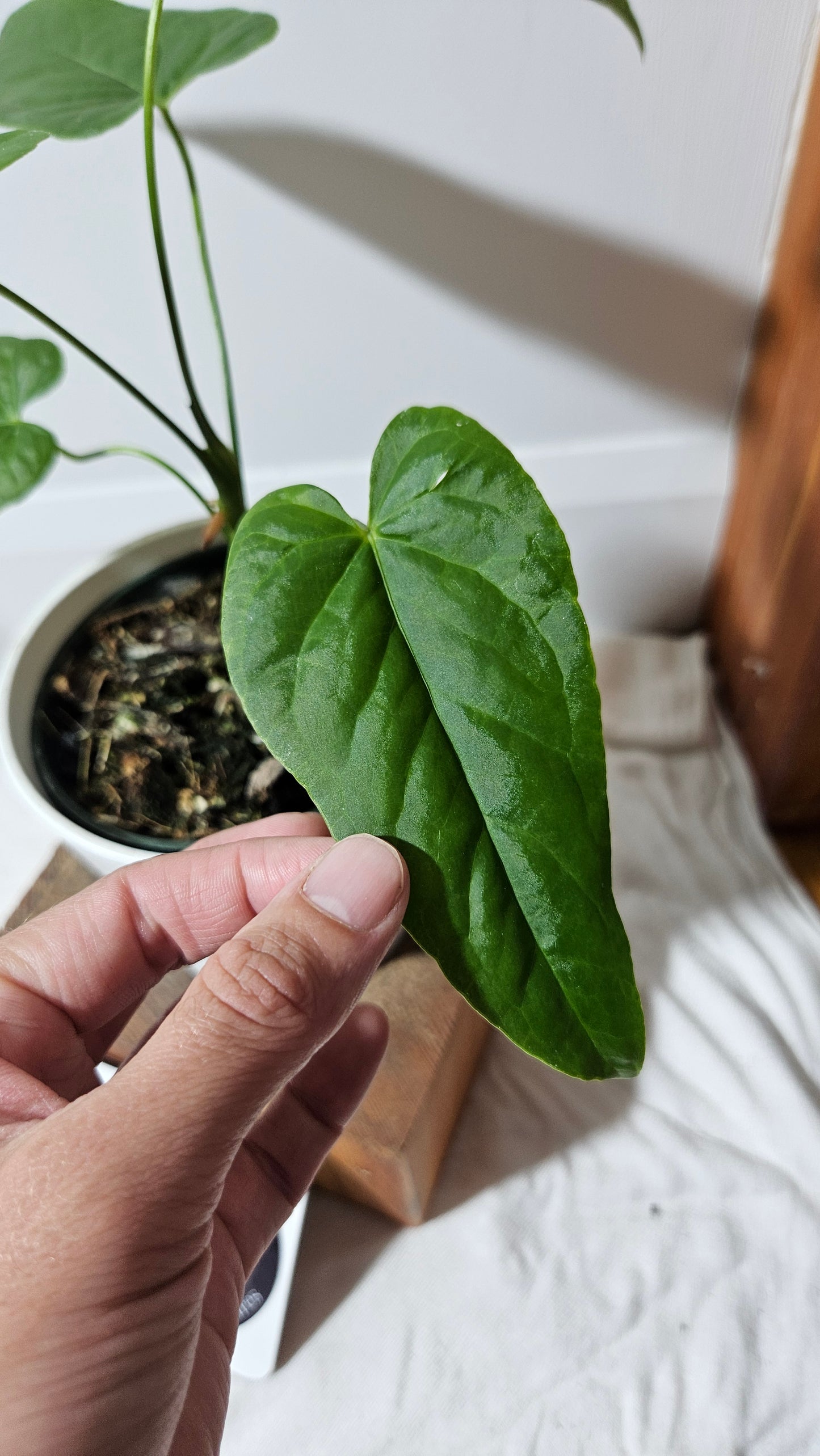 Anthurium Balaoanum "format MOYEN" (ANT-178)