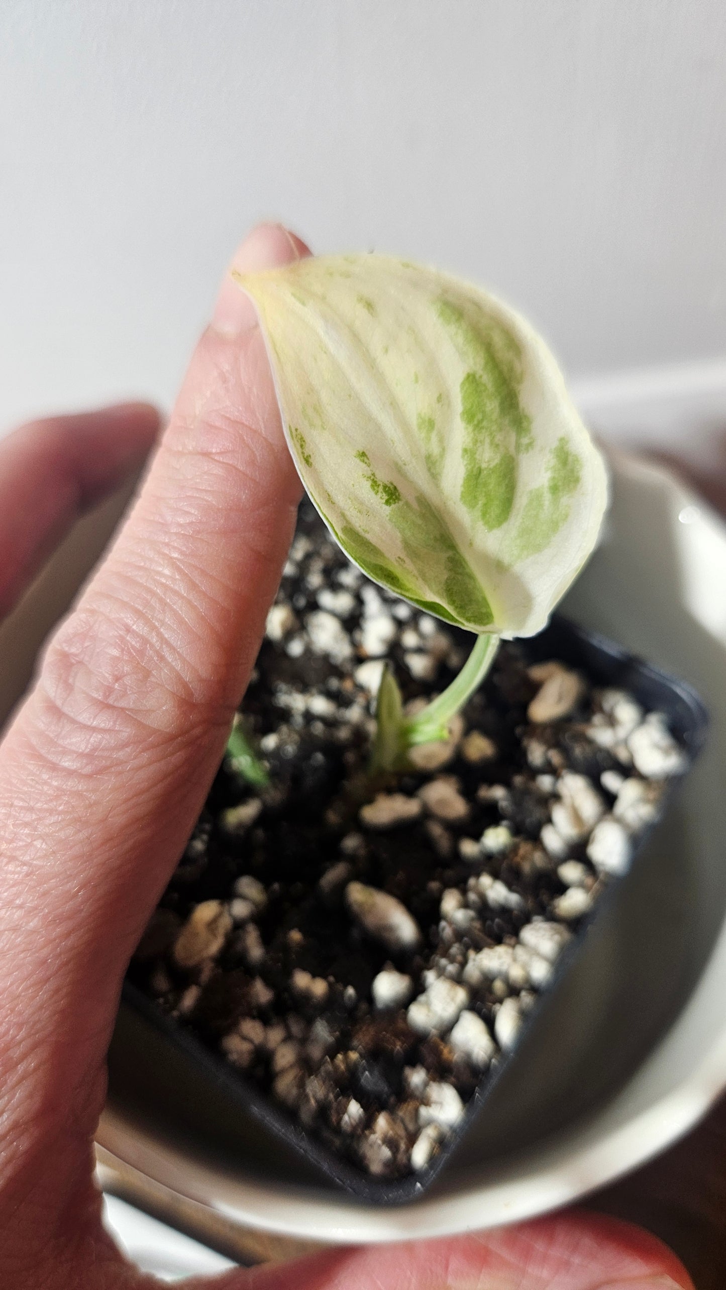 Scindapsus Satin Hapmun/Halimun (SCI-921)