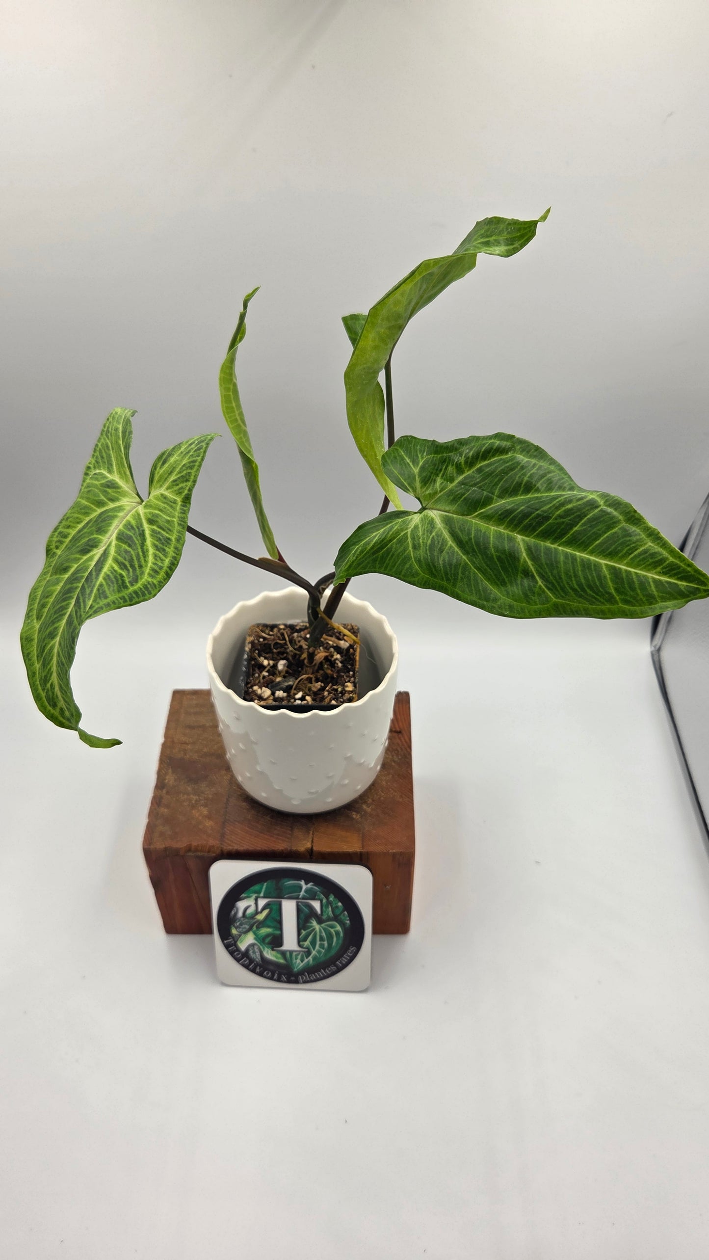 Syngonium Batik (SYN-499)