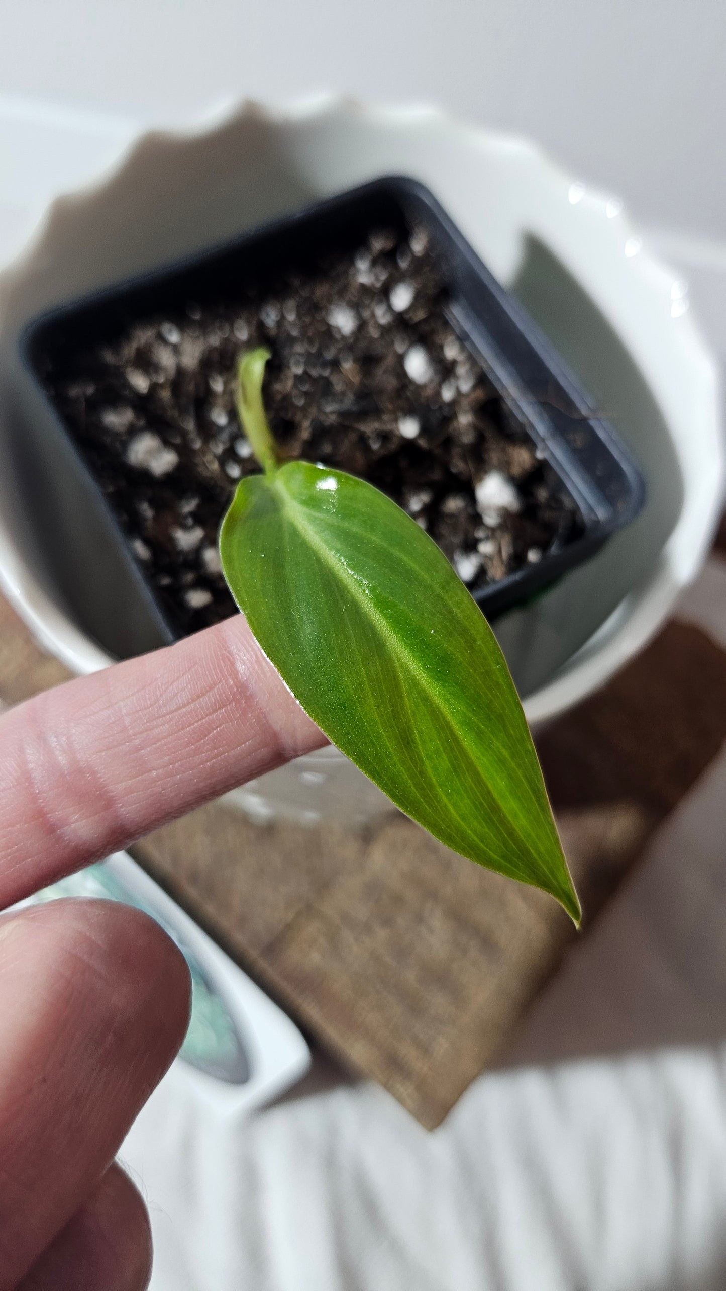 Philodendron Bernadopazi (PHI-764)